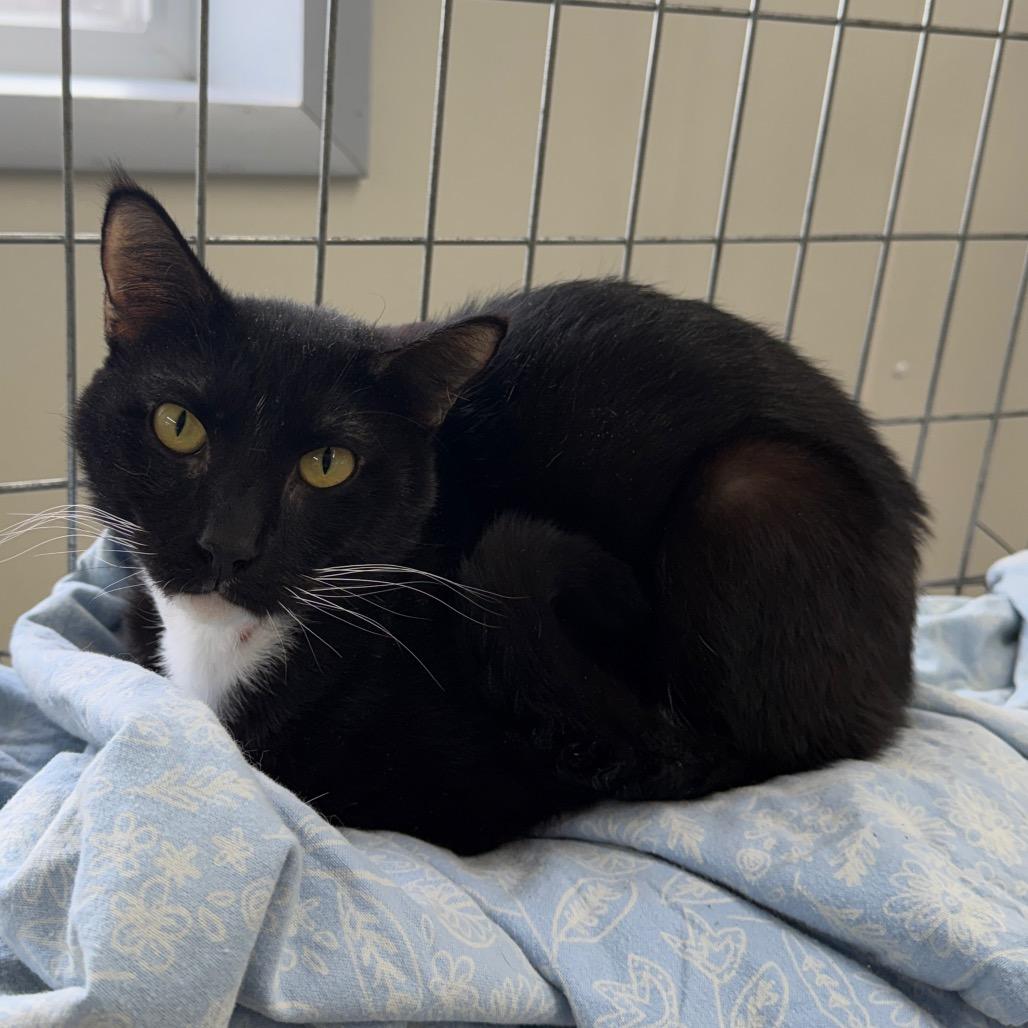 Enlarge Moochie, a Adoptable Domestic Short Hair in East Smithfield , PA image 4/6