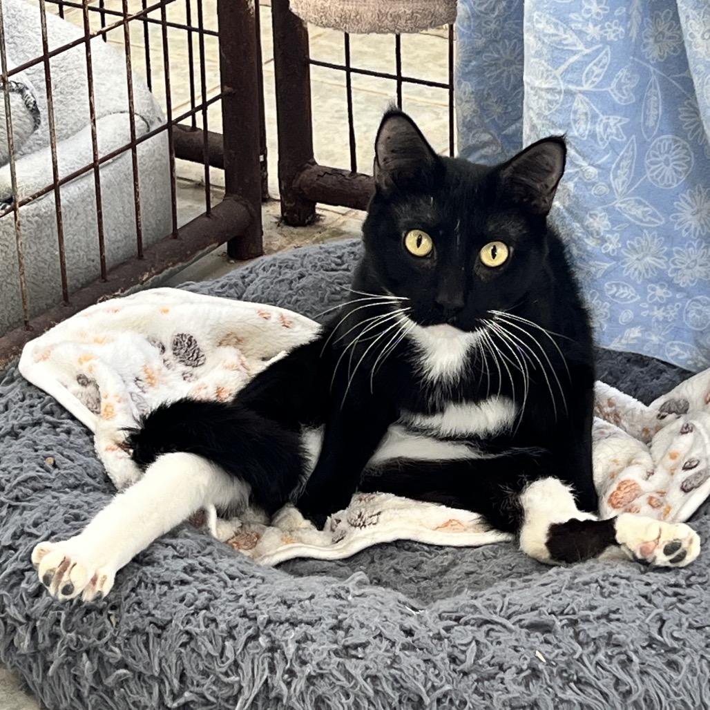 Enlarge Moochie, a Adoptable Domestic Short Hair in East Smithfield , PA image 5/6