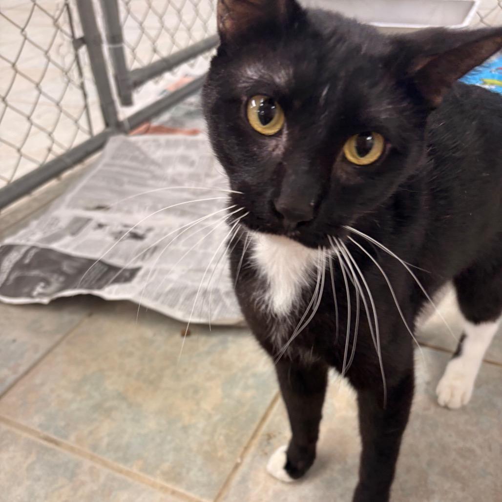 Enlarge Moochie, a Adoptable Domestic Short Hair in East Smithfield , PA image 4/6