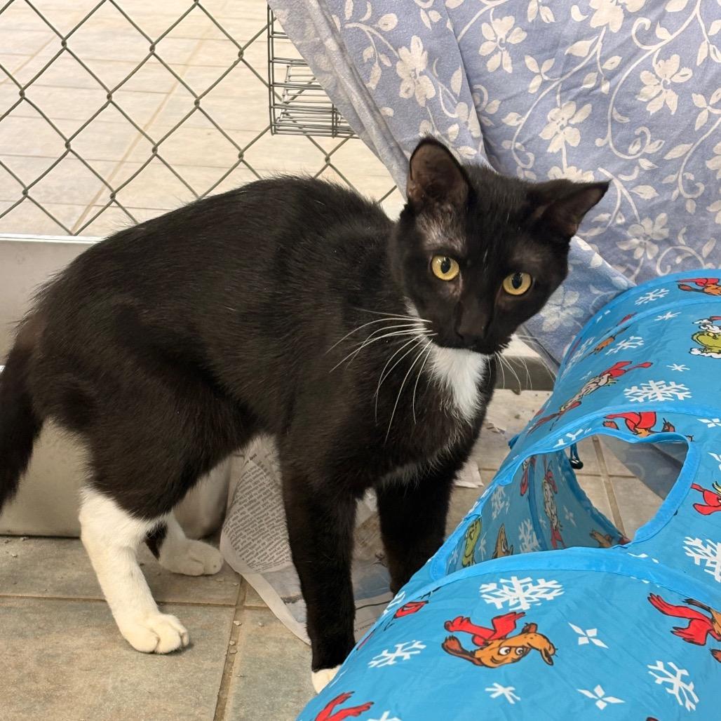 Enlarge Moochie, a Adoptable Domestic Short Hair in East Smithfield , PA image 5/6