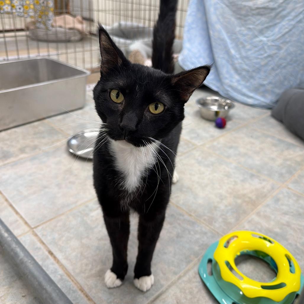 Enlarge Moochie, a Adoptable Domestic Short Hair in East Smithfield , PA image 6/6