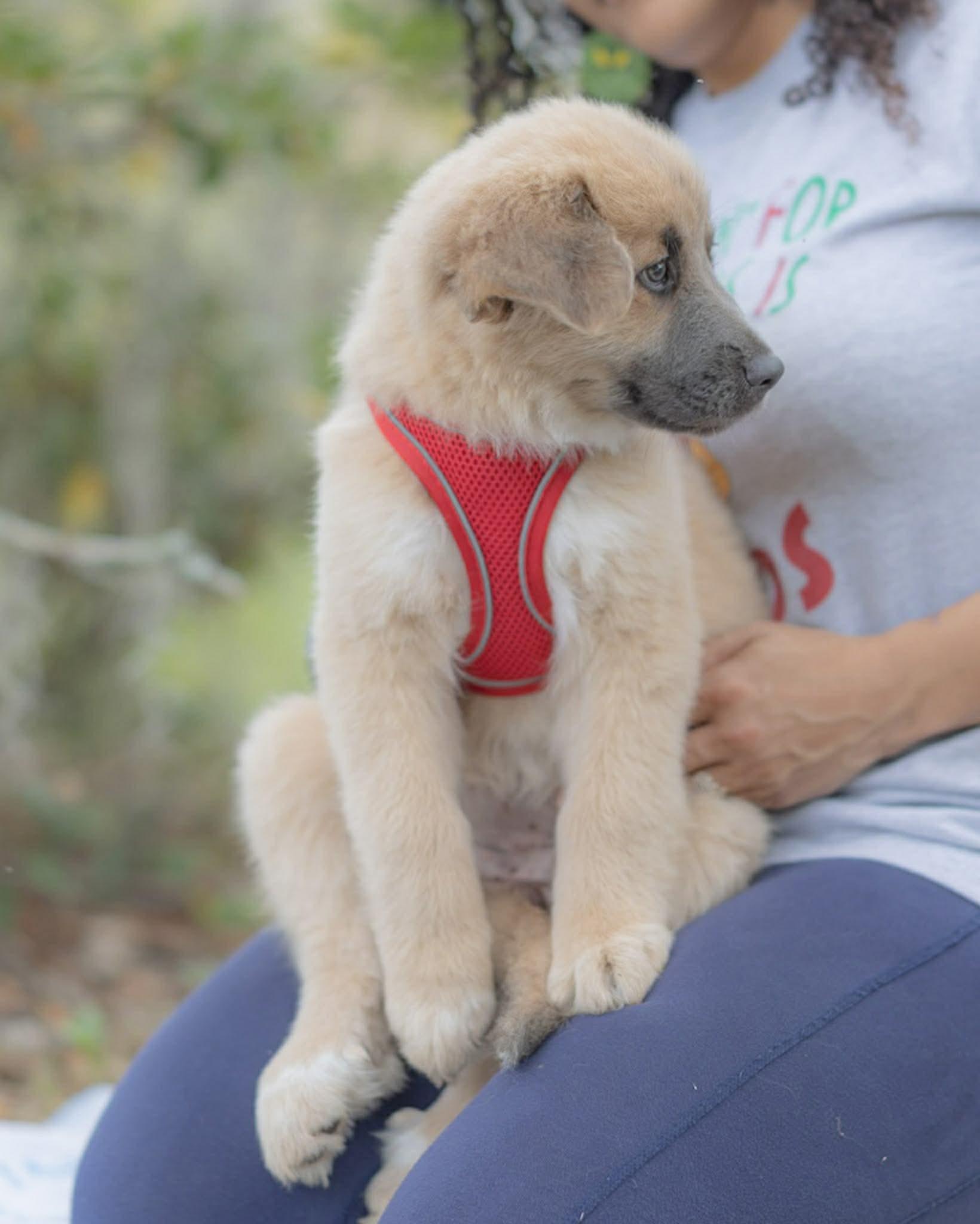 Red - Holiday Litter, ADOPTABLE, Puppy Female Anatolian Shepherd.