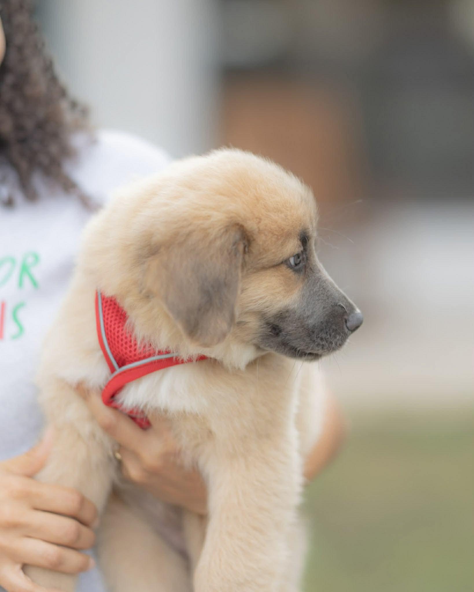 Red - Holiday Litter, a ADOPTABLE mixed breed in Orlando, FL image 2/4