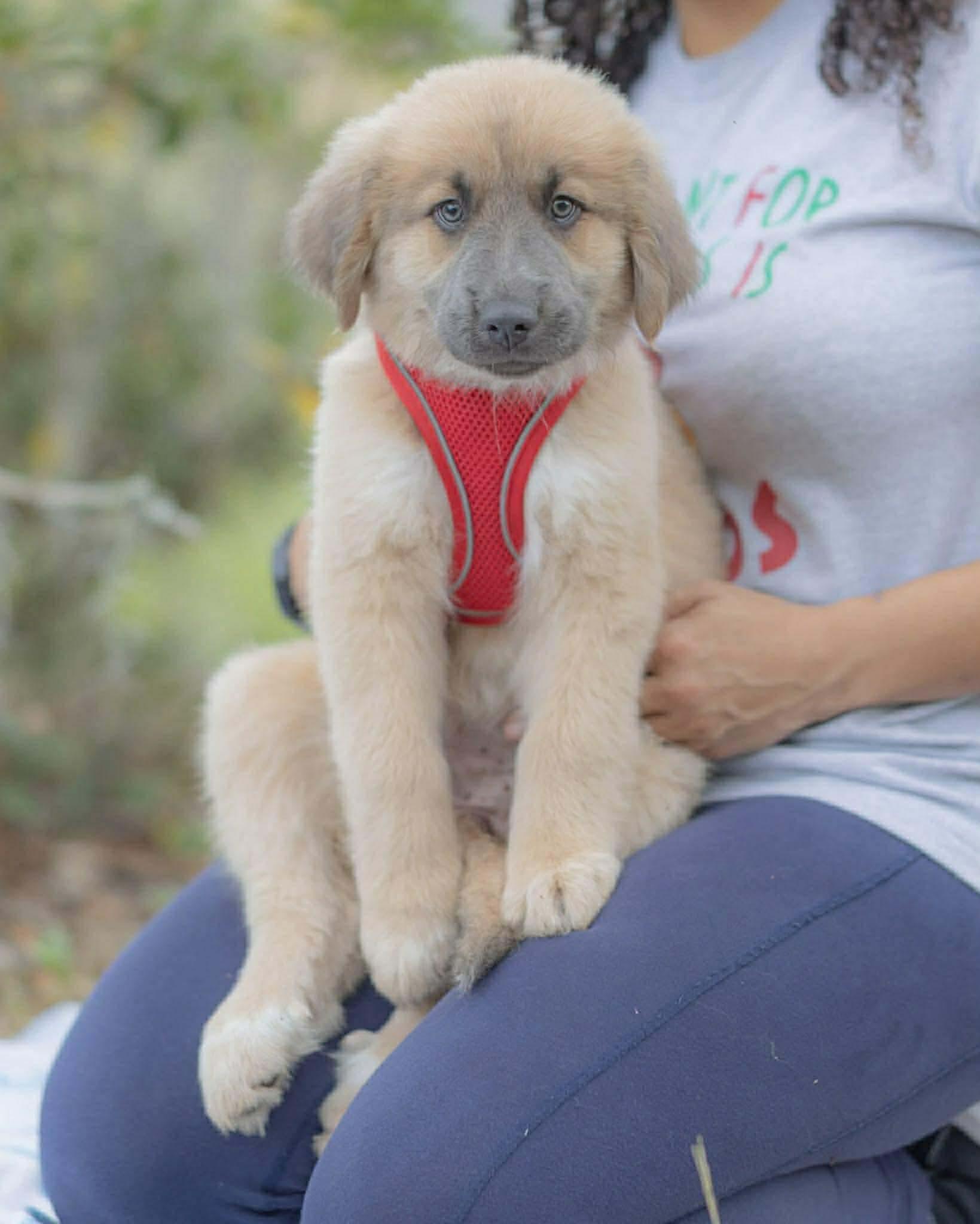 Red - Holiday Litter, a ADOPTABLE mixed breed in Orlando, FL image 3/4
