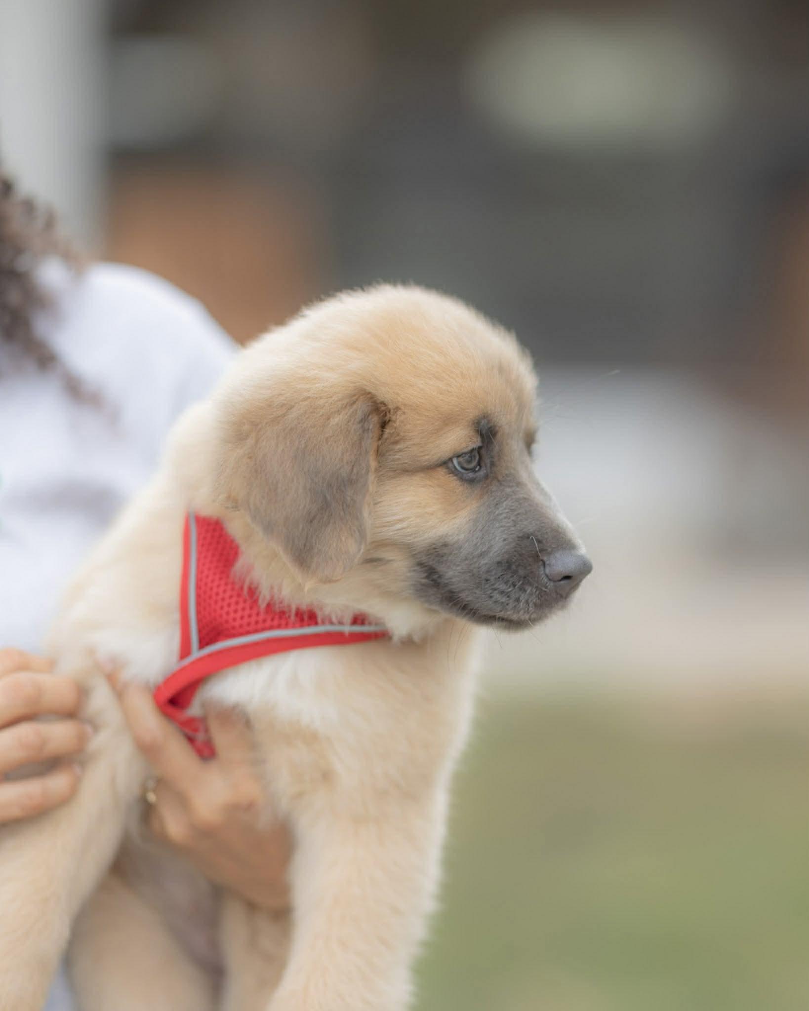 Red - Holiday Litter, a ADOPTABLE mixed breed in Orlando, FL image 4/4