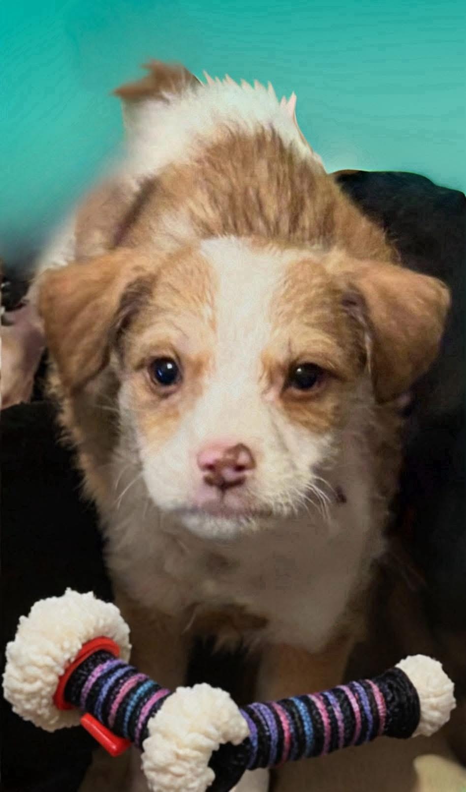 Moe , adopted, Puppy Male Poodle.