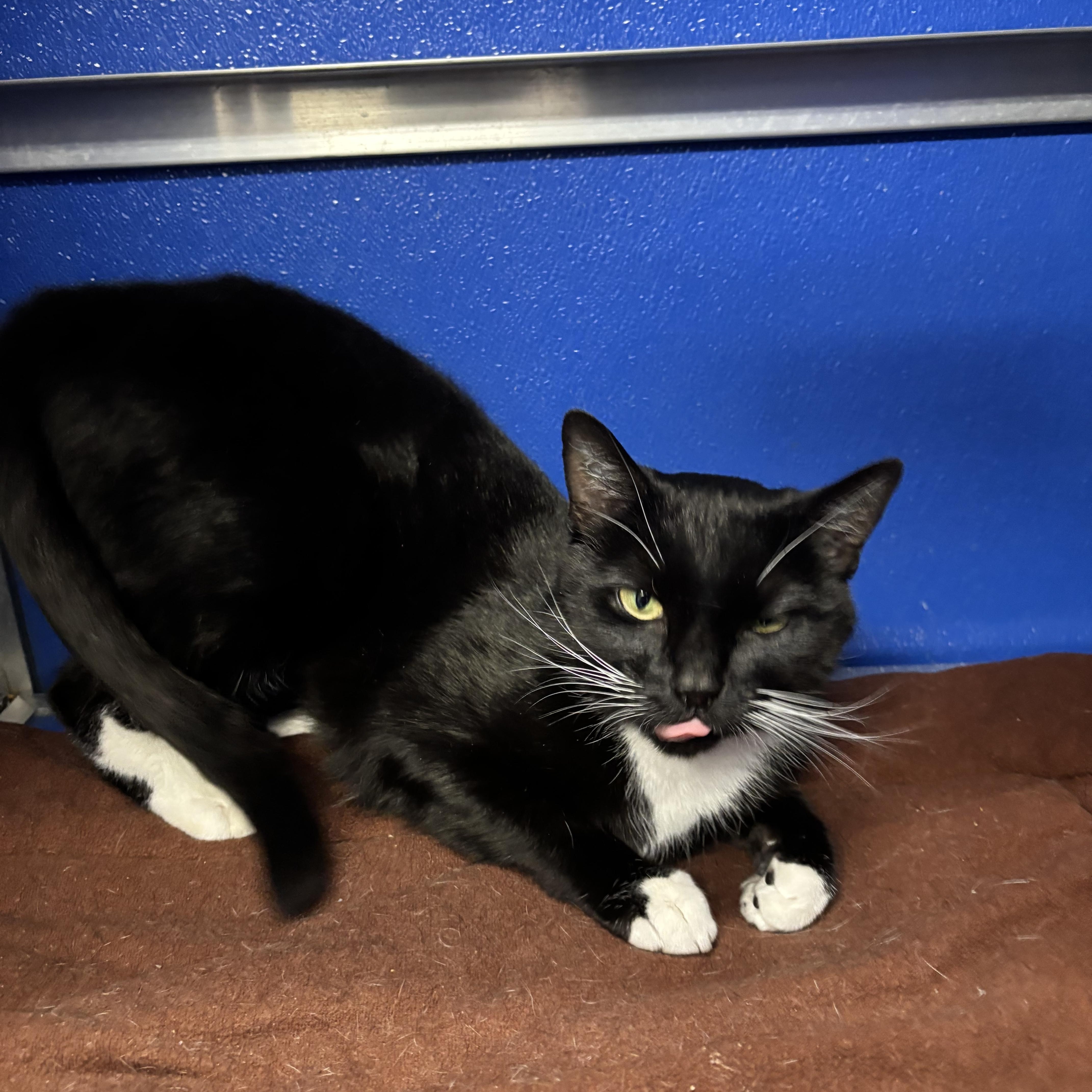 Enlarge Melody, a ADOPTABLE Domestic Short Hair in Fall River, MA image 2/3