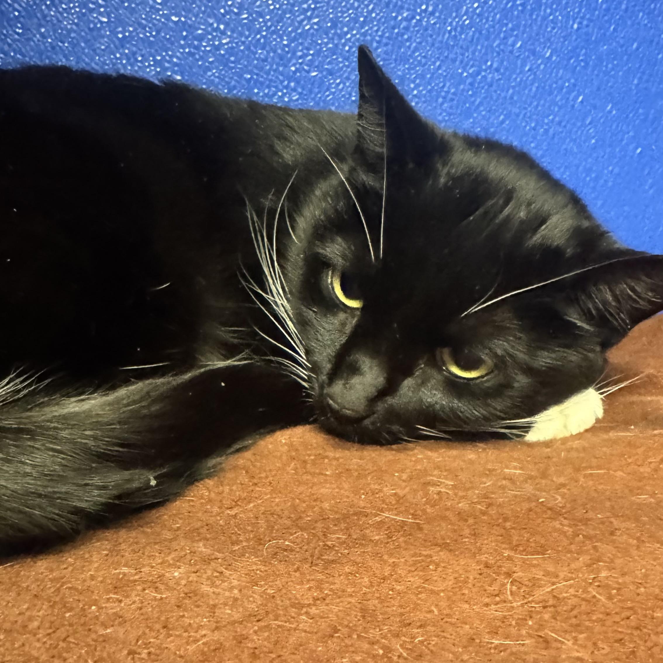 Melody, ADOPTABLE, Adult Female Domestic Short Hair.