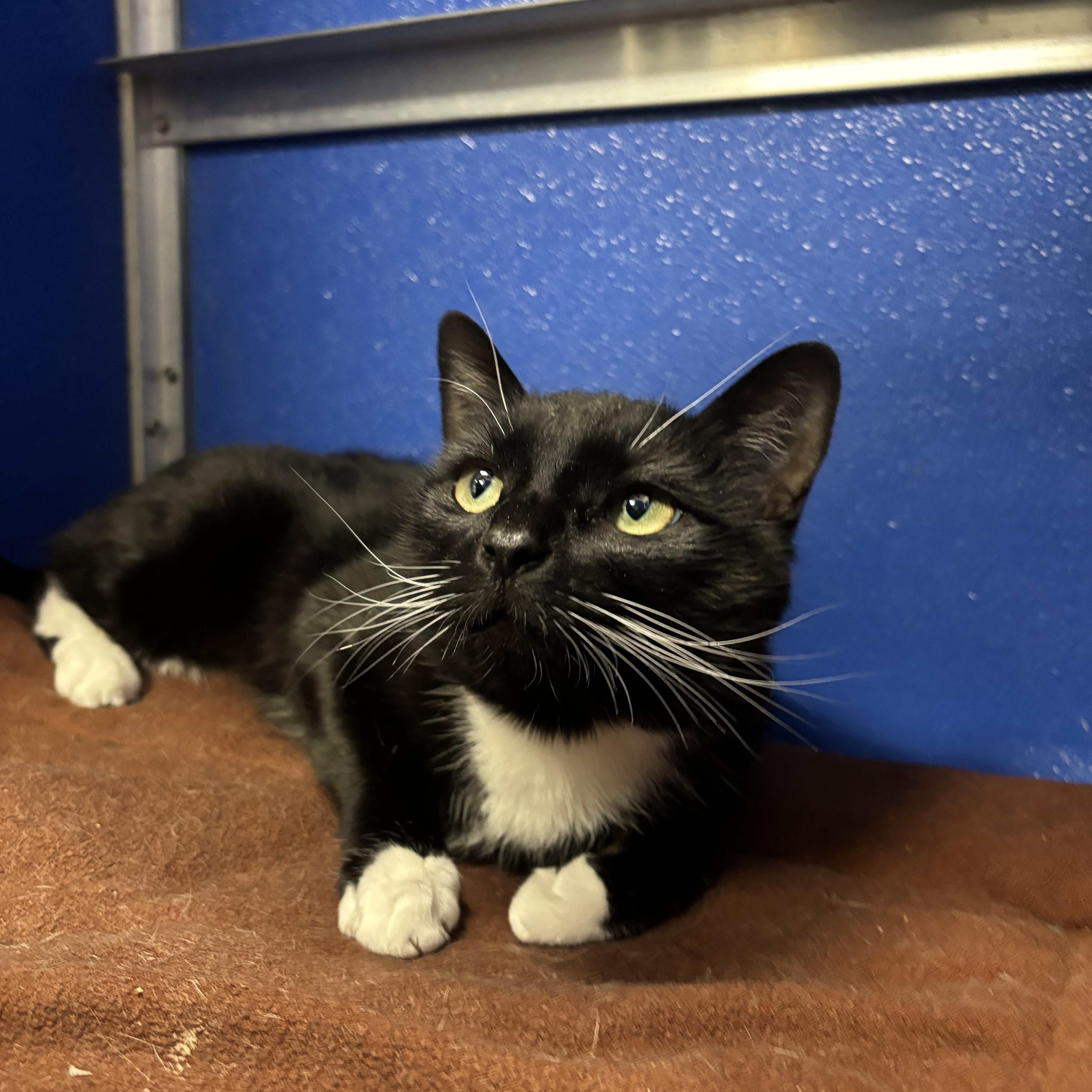 Enlarge Melody, a ADOPTABLE Domestic Short Hair in Fall River, MA image 3/3