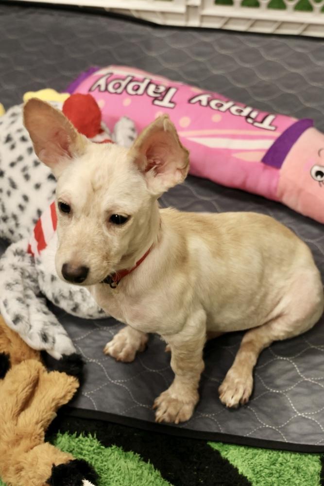 Trudy, Adoptable, Puppy Female Chihuahua & Rat Terrier.