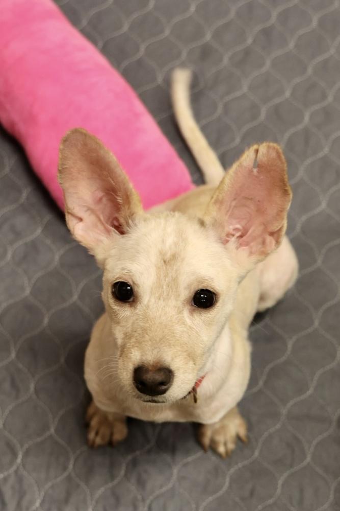 Enlarge Trudy, a Adoptable mixed breed in TUCSON, AZ image 2/3