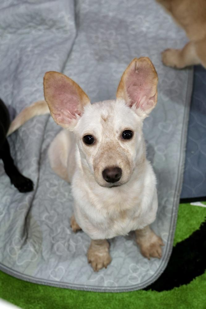 Enlarge Trudy, a Adoptable mixed breed in TUCSON, AZ image 3/3