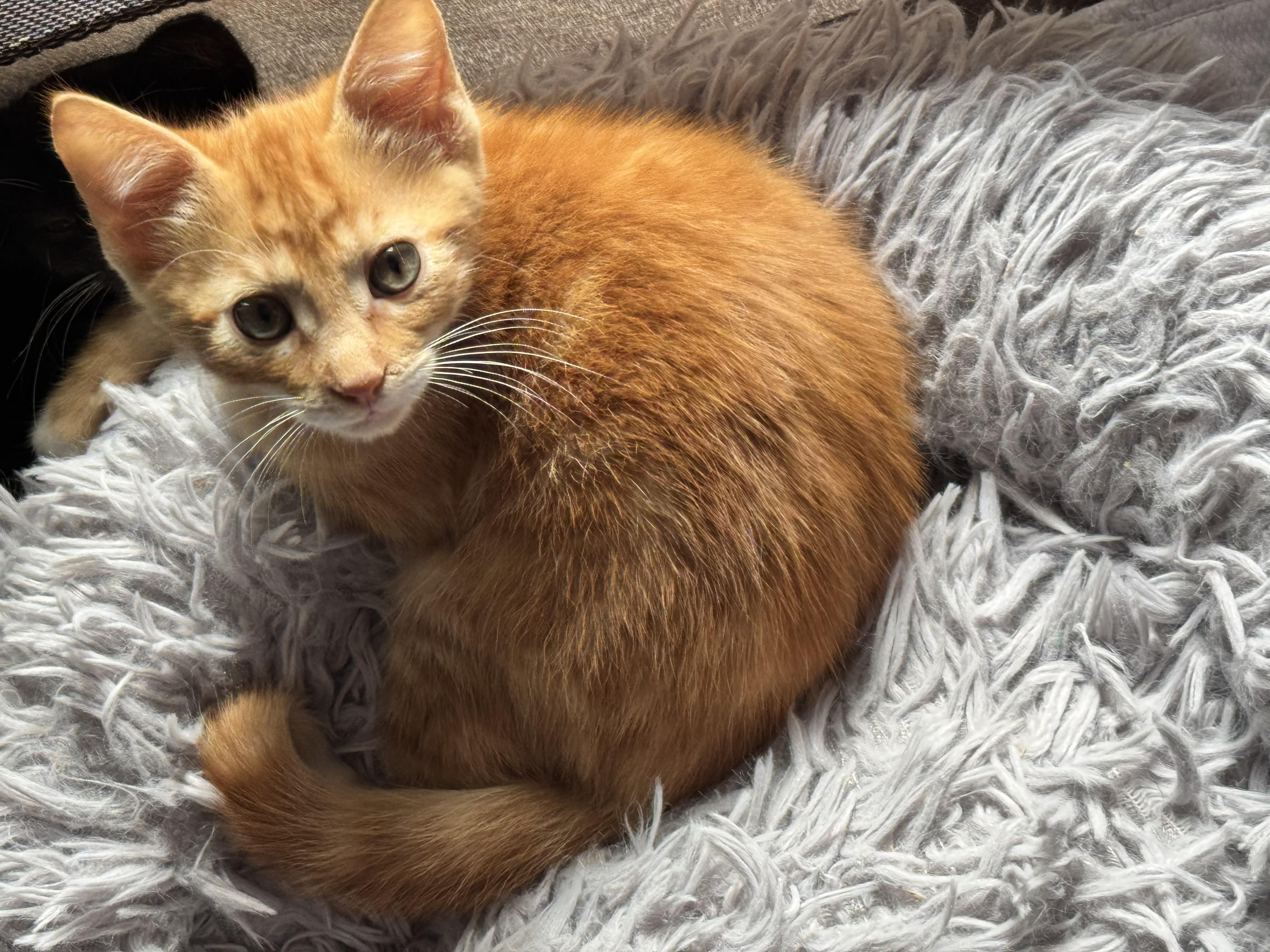 Baby boy orange tabby , adopted, Kitten Male Tabby.