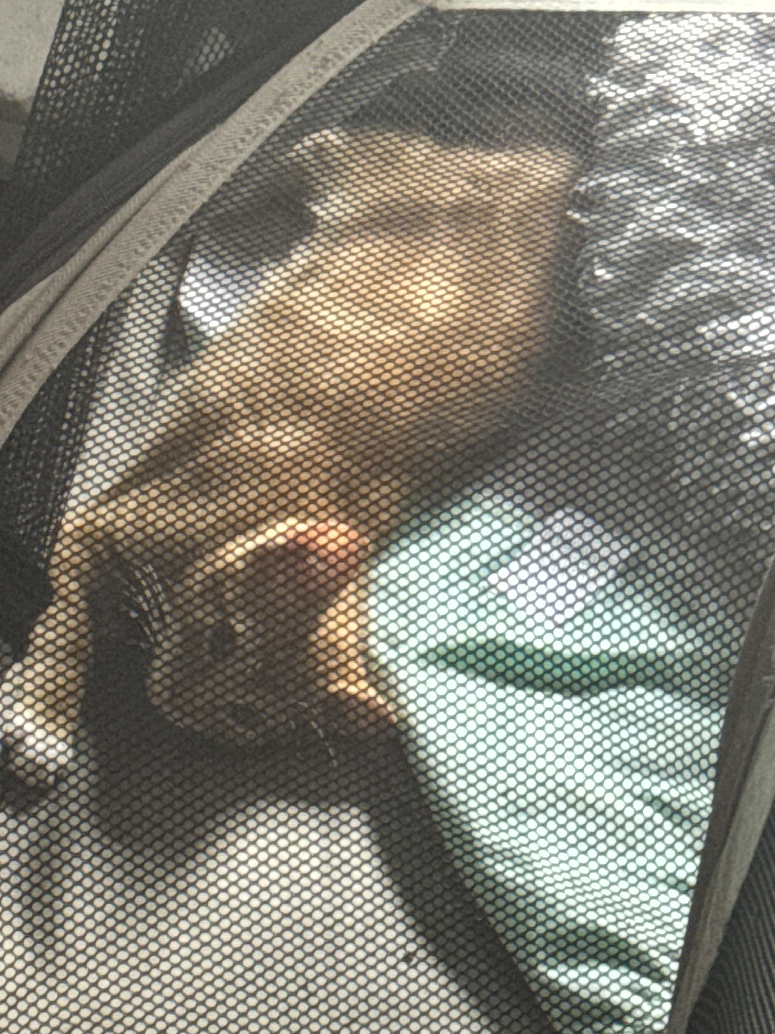 Enlarge Baby boy orange tabby , an adopted Tabby in Kissimmee, FL image 4/4