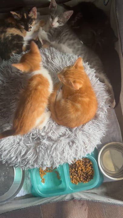 Enlarge Baby boy orange tabby , an adopted Tabby in Kissimmee, FL video 2/4