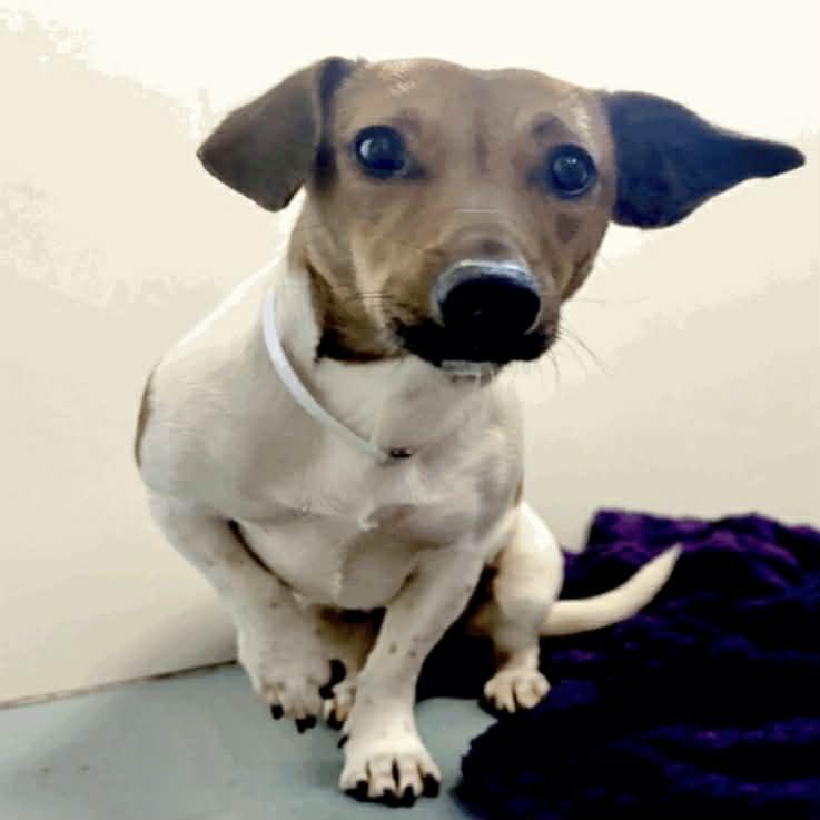 Rosie, a ADOPTABLE mixed breed in Boulder, CO image 5/6