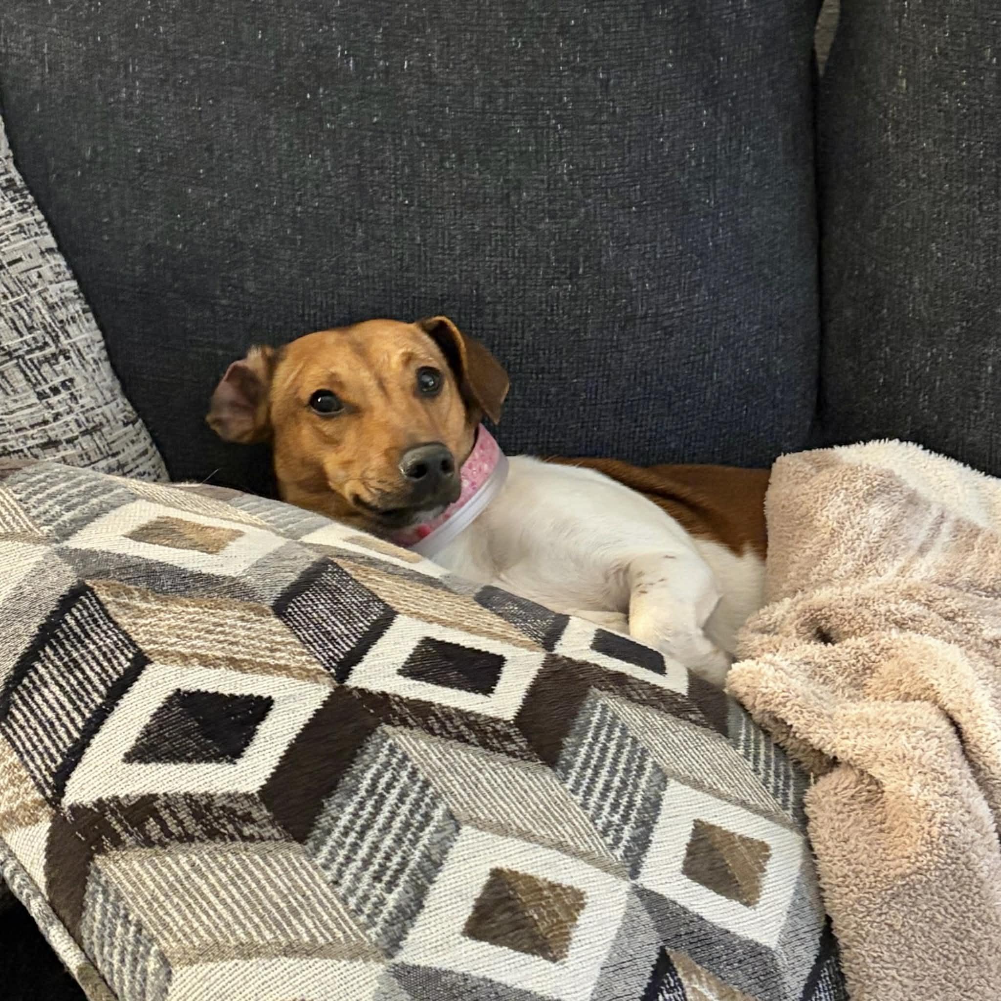 Rosie, a ADOPTABLE mixed breed in Boulder, CO image 3/6