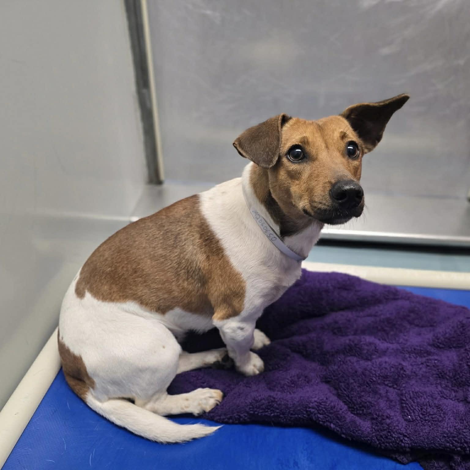 Rosie, a ADOPTABLE mixed breed in Boulder, CO image 6/6