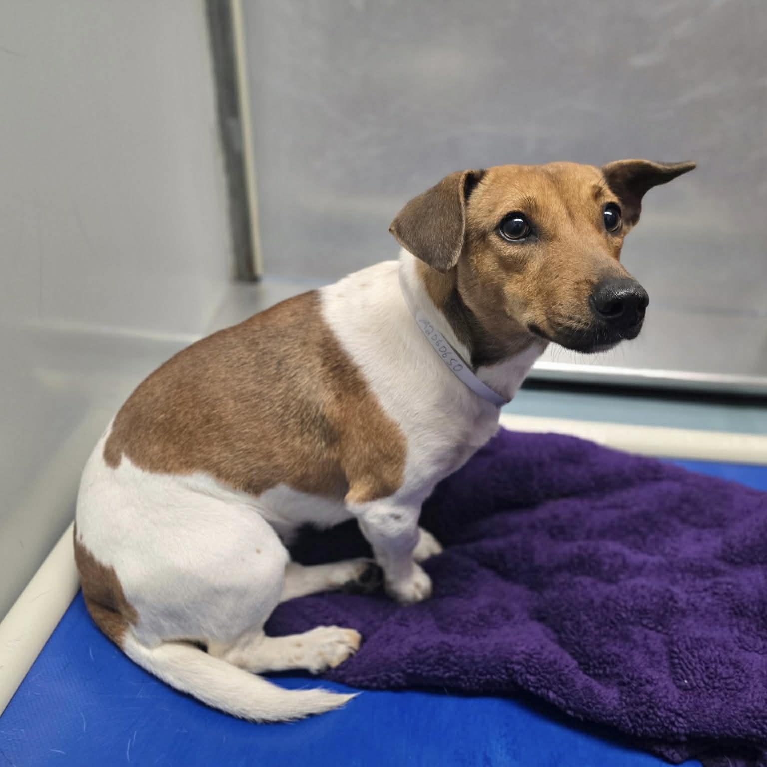 Rosie, a ADOPTABLE mixed breed in Boulder, CO image 1/6