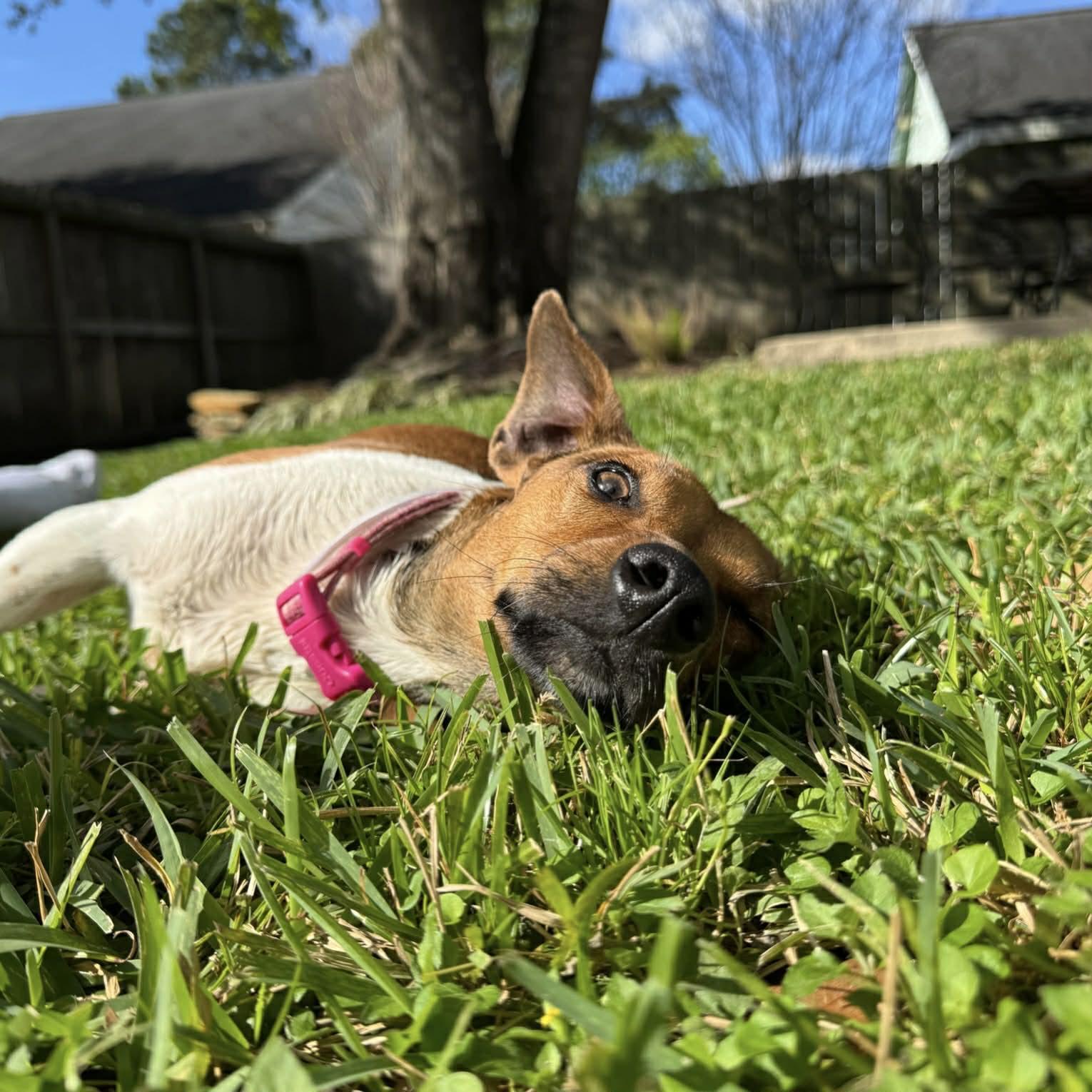 Rosie, a ADOPTABLE mixed breed in Boulder, CO image 4/6
