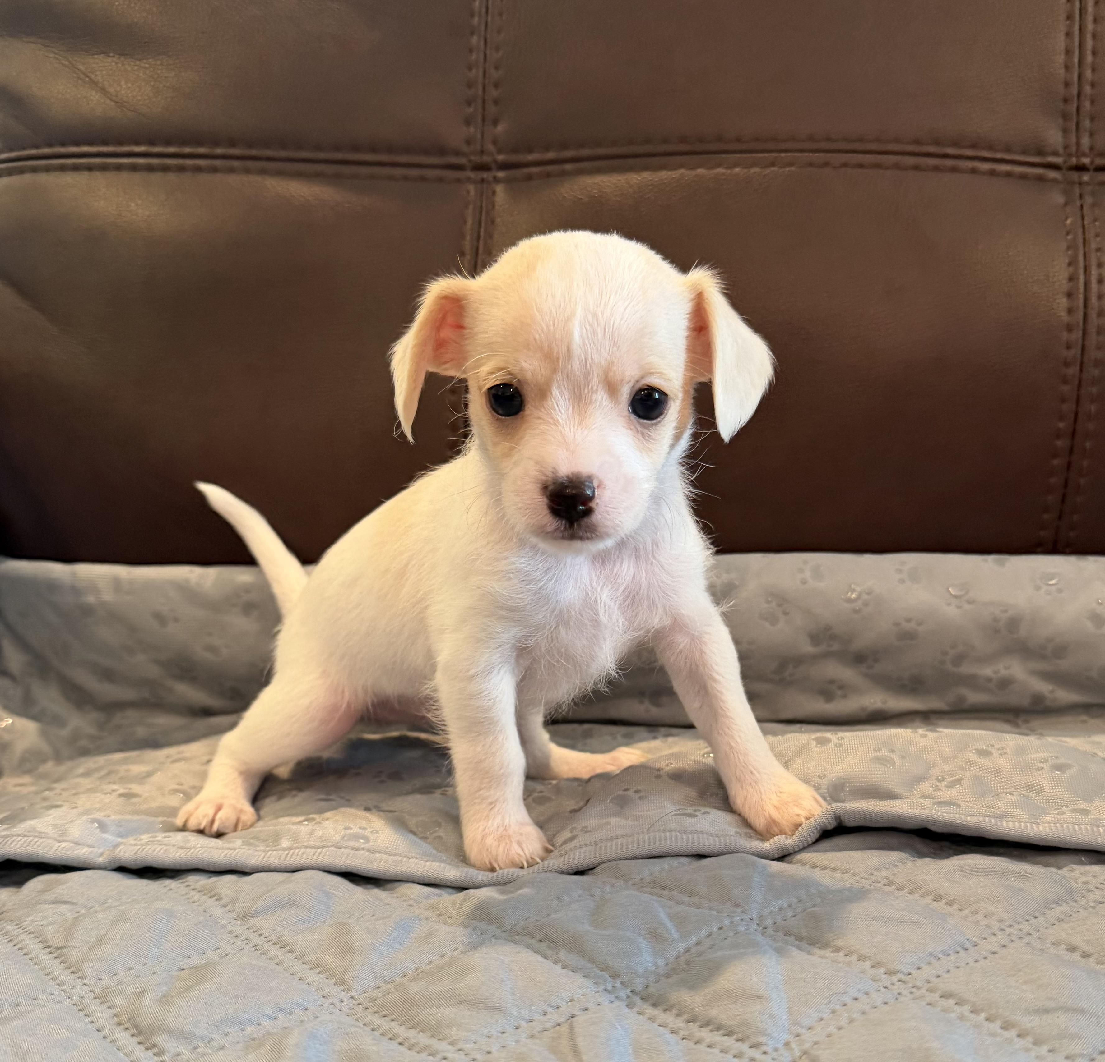 Enlarge Dear, a Adopted mixed breed in Pelham, NH image 4/6