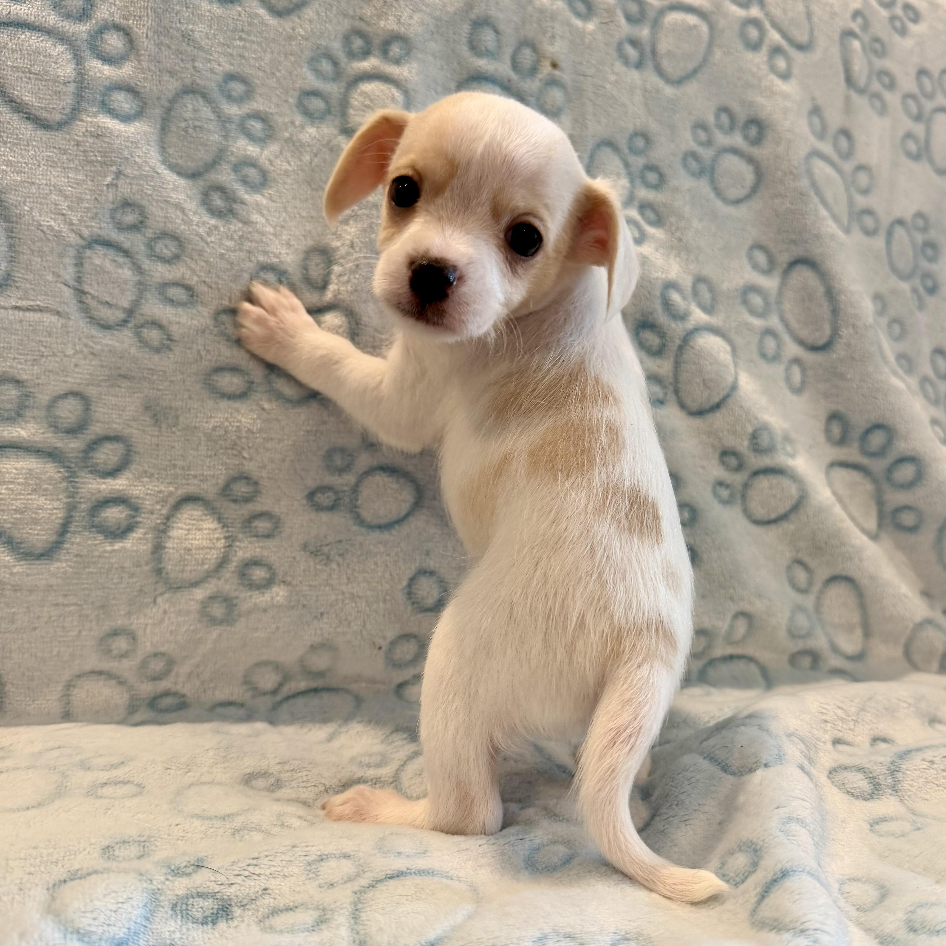 Dear, Adopted, Puppy Male Chihuahua & Mixed Breed.
