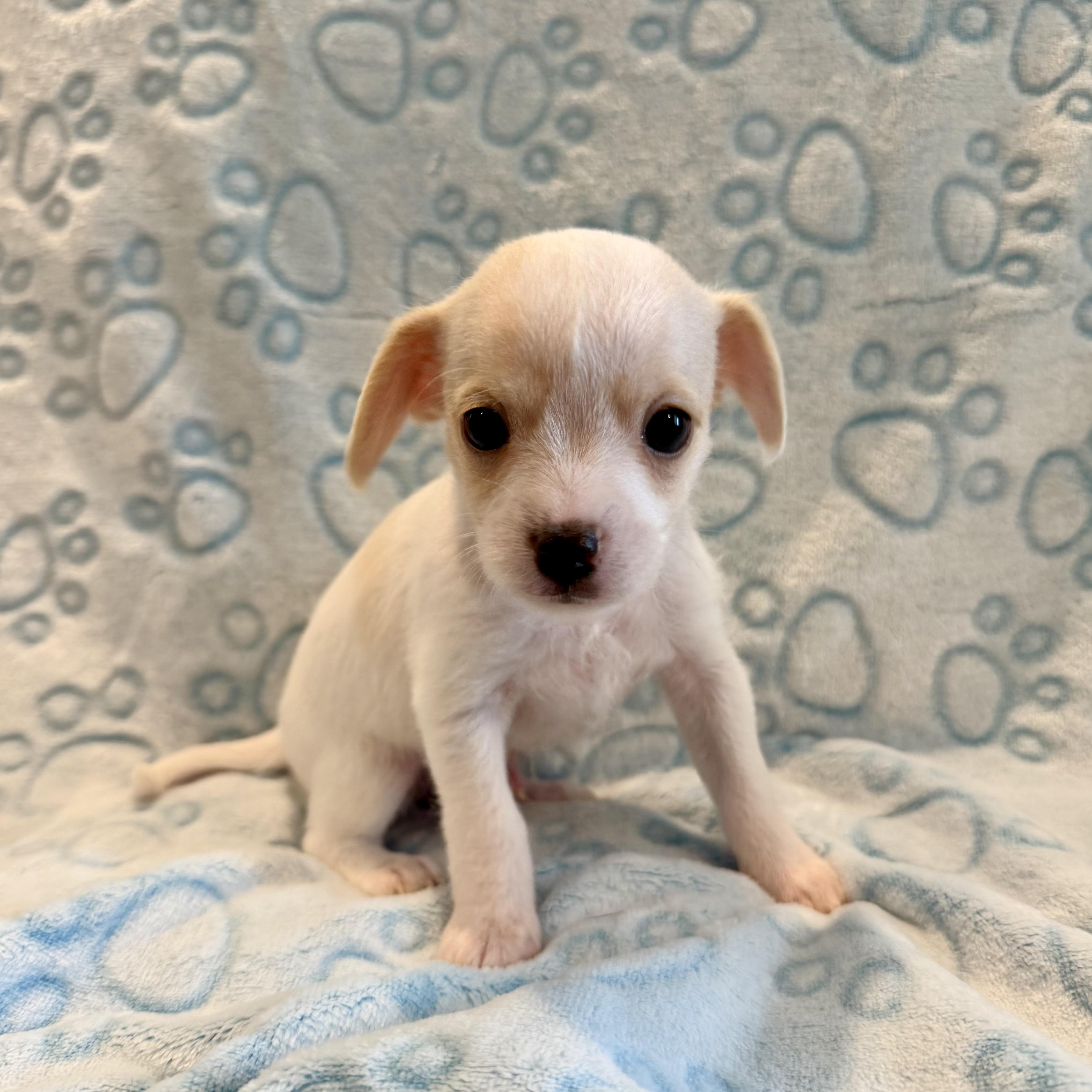 Enlarge Dear, a Adopted mixed breed in Pelham, NH image 6/6