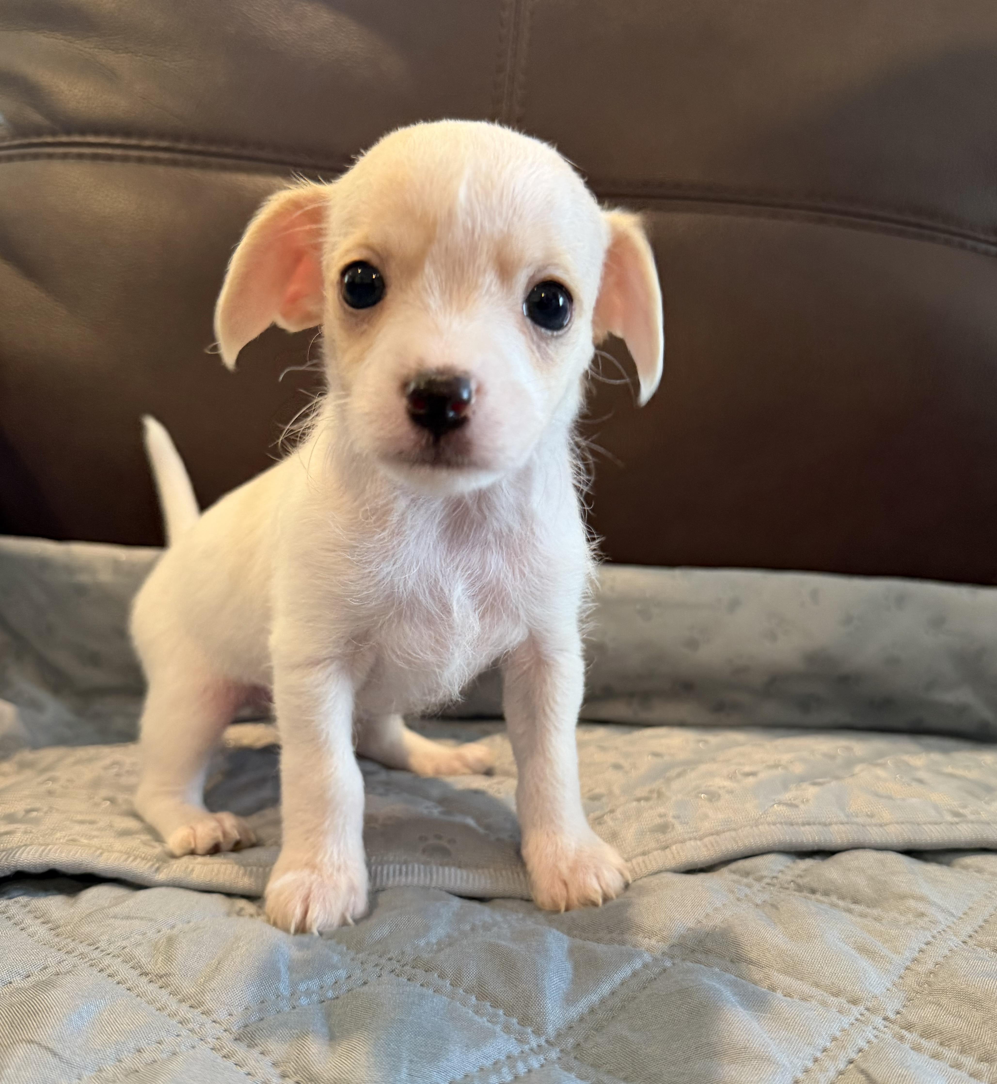 Enlarge Dear, a Adopted mixed breed in Pelham, NH image 3/6