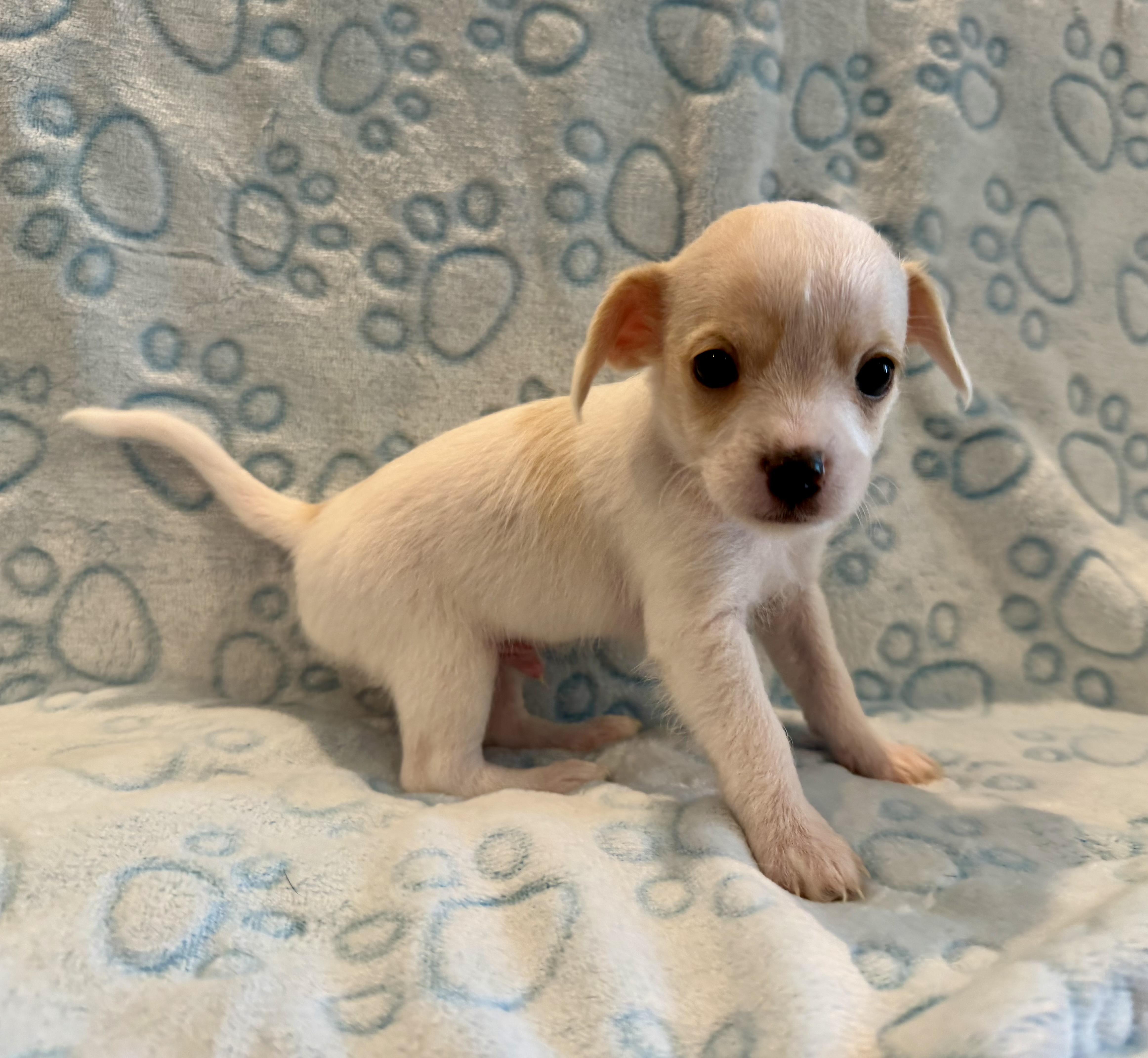 Enlarge Dear, a Adopted mixed breed in Pelham, NH image 5/6