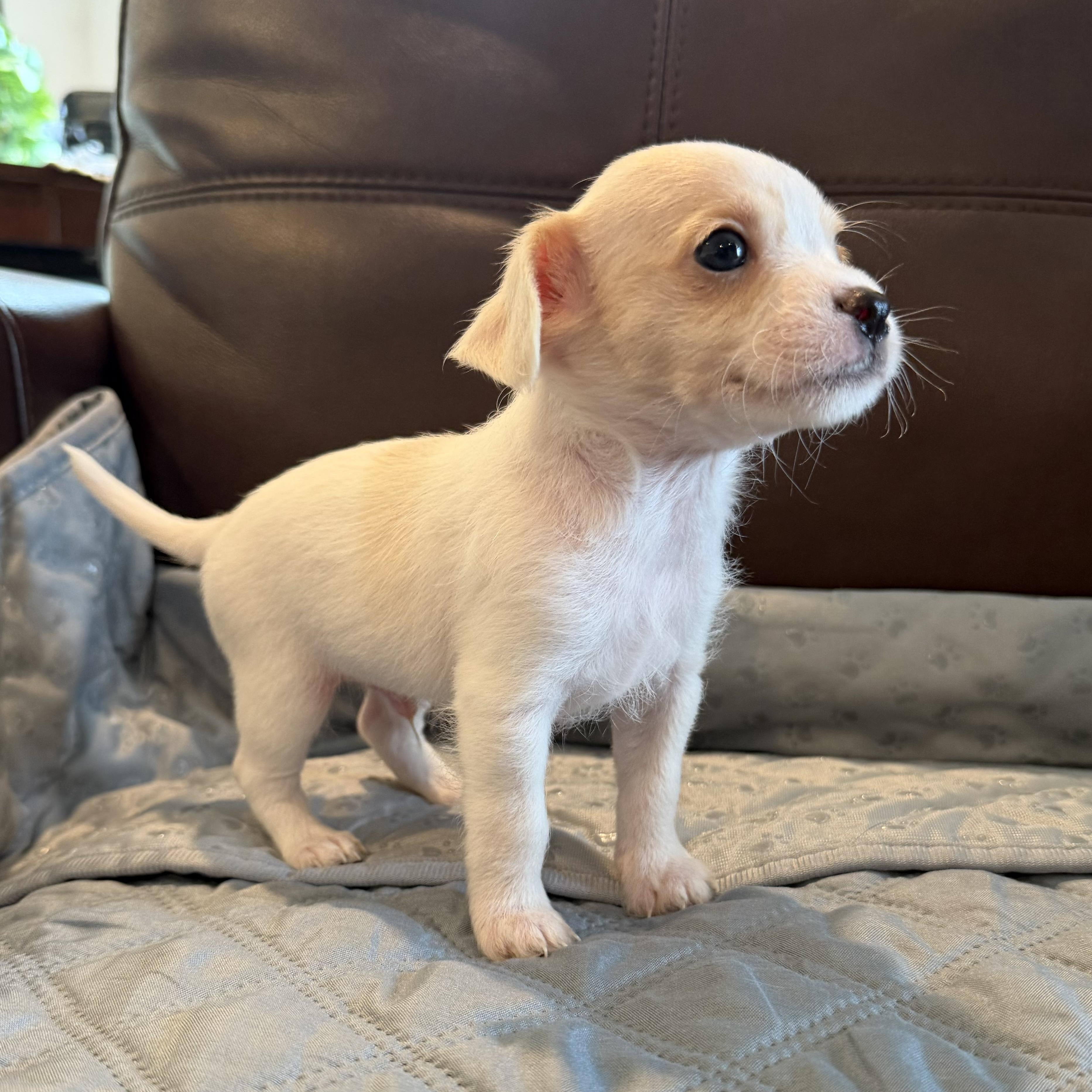 Enlarge Dear, a Adopted mixed breed in Pelham, NH image 2/6