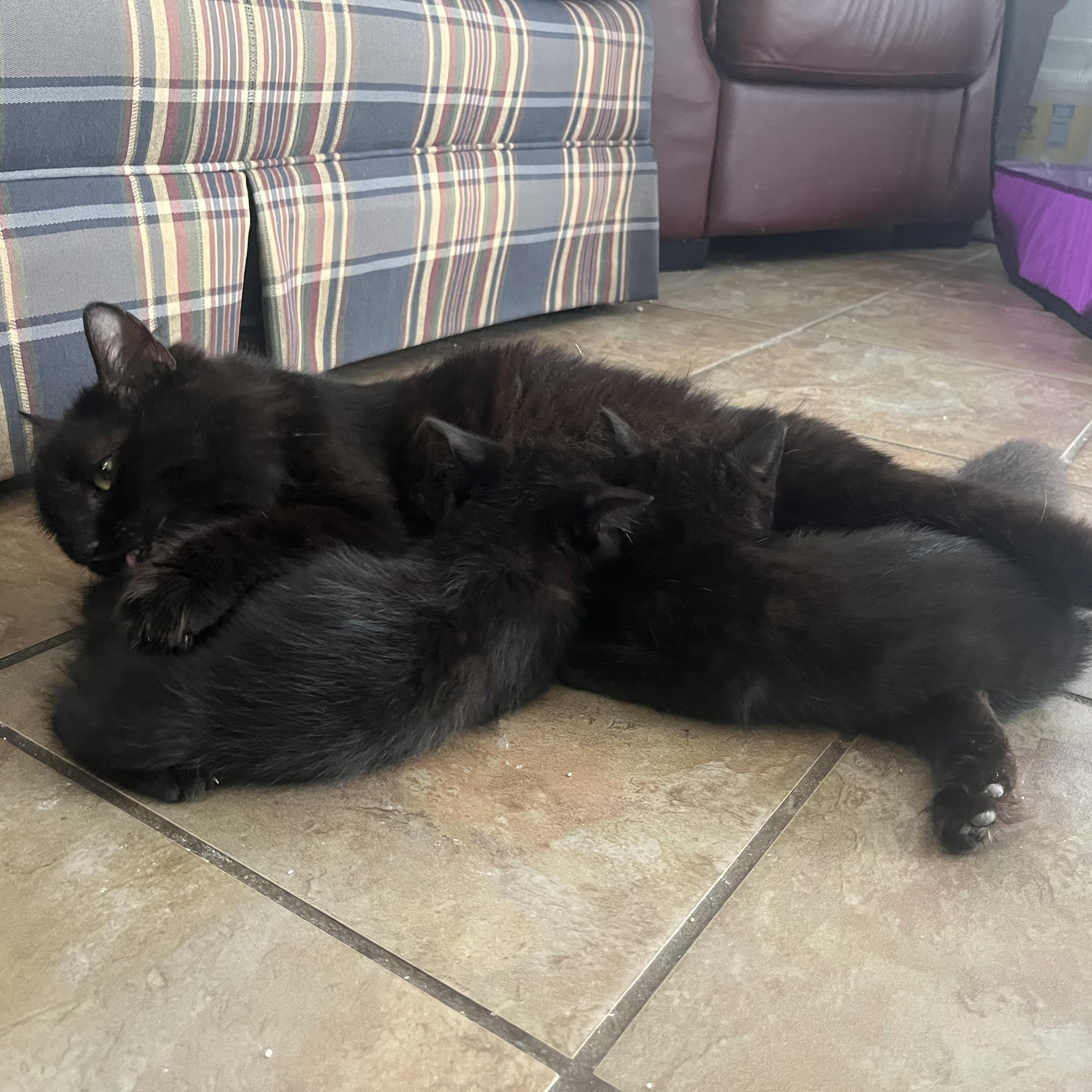 Enlarge Violet, an adopted Domestic Long Hair in Mississippi State, MS image 3/6