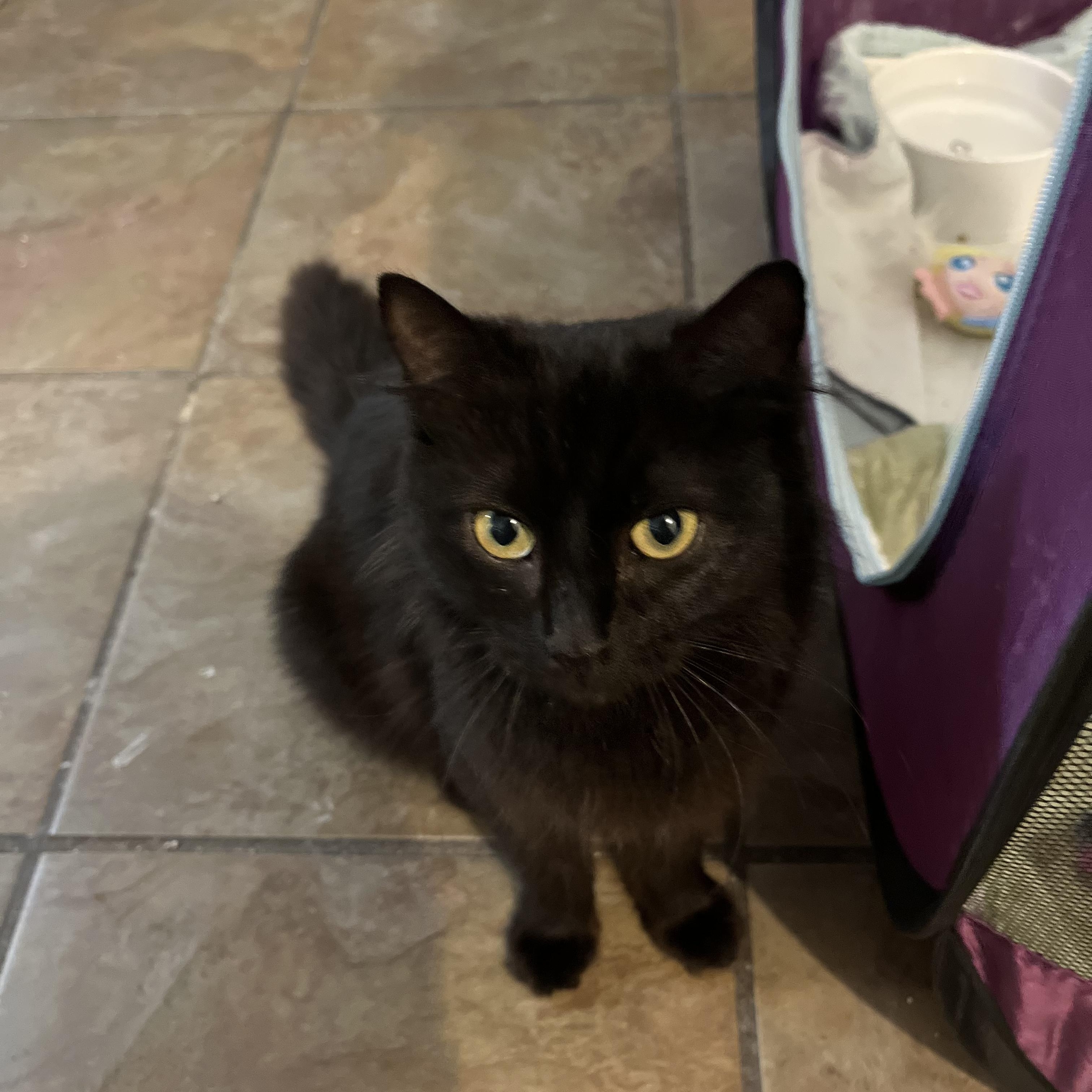 Enlarge Violet, an adopted Domestic Long Hair in Mississippi State, MS image 6/6