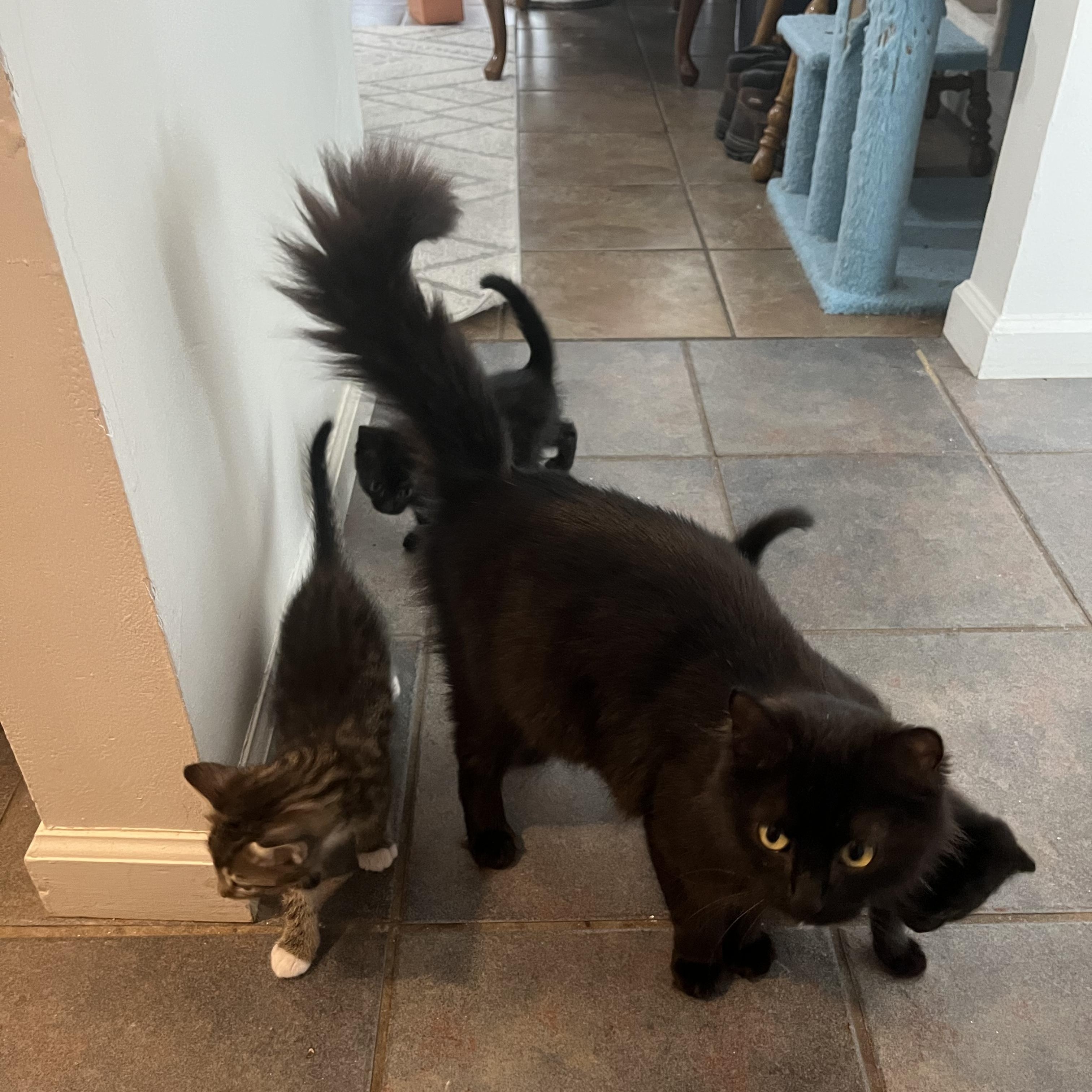 Violet, adopted, Adult Female Domestic Long Hair.