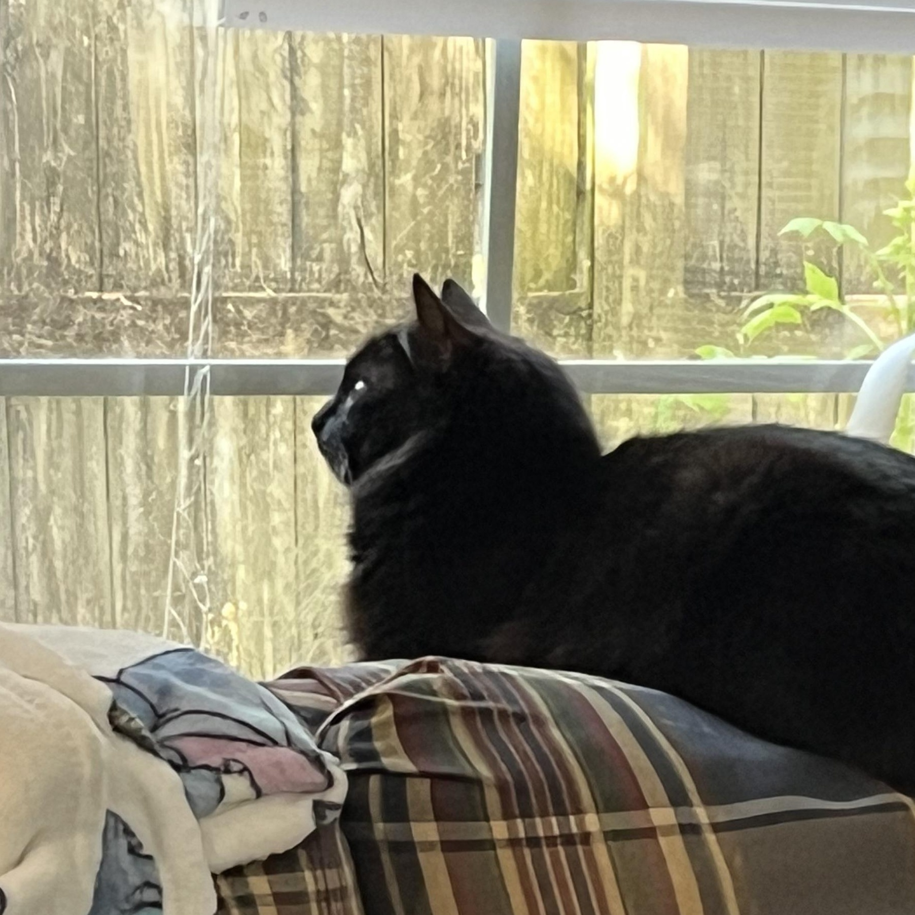 Enlarge Violet, an adopted Domestic Long Hair in Mississippi State, MS image 5/6