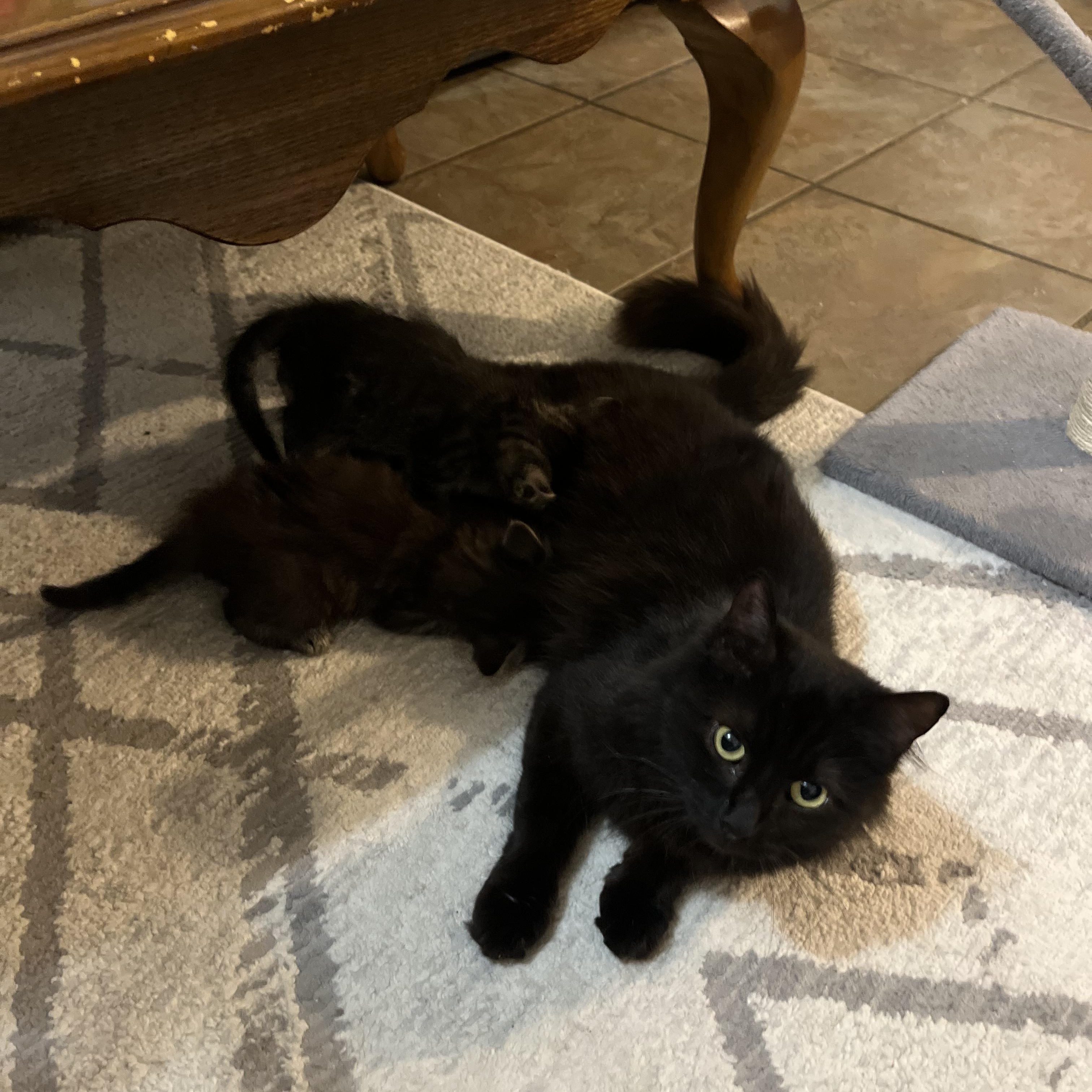 Enlarge Violet, an adopted Domestic Long Hair in Mississippi State, MS image 4/6