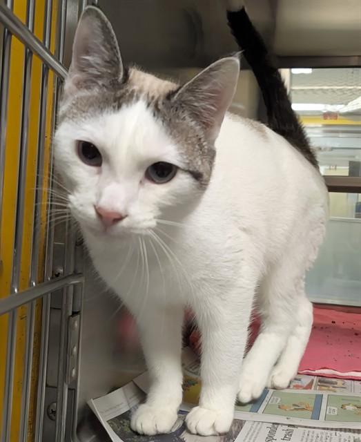 Mochi A215964, an adopted Domestic Short Hair in Plano, TX image 1/2