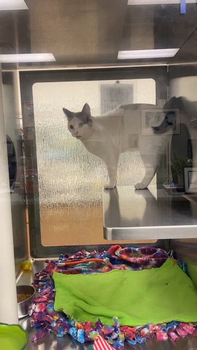Enlarge Mochi A215964, an adopted Domestic Short Hair in Plano, TX video 2/2