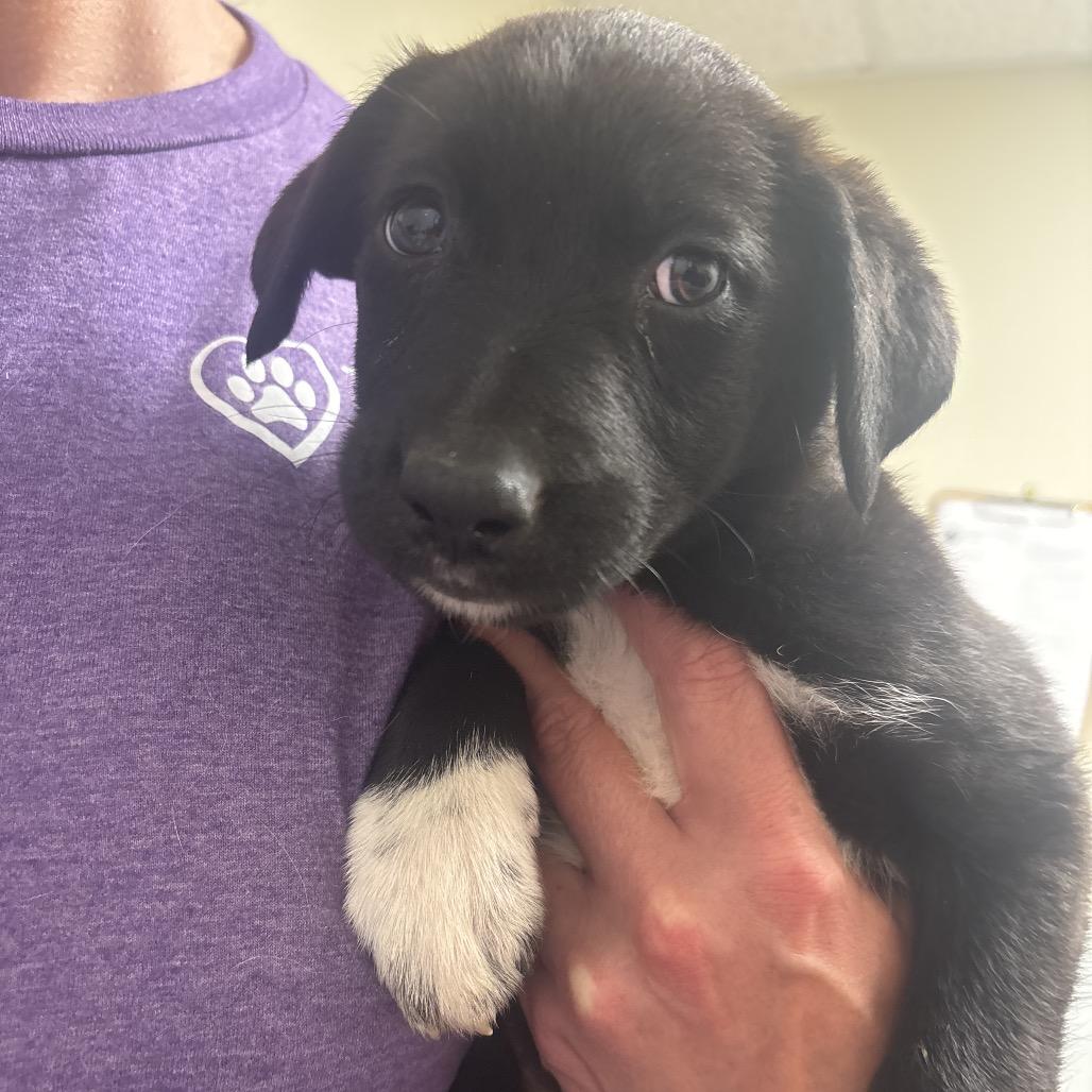 Taylor, a Adoptable Mixed Breed in Tulsa, OK image 1/5