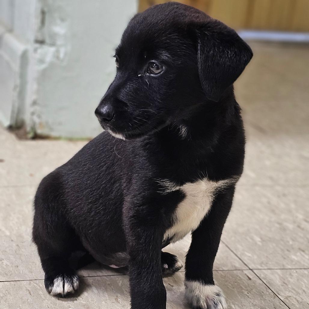Taylor, a Adoptable Mixed Breed in Tulsa, OK image 2/5