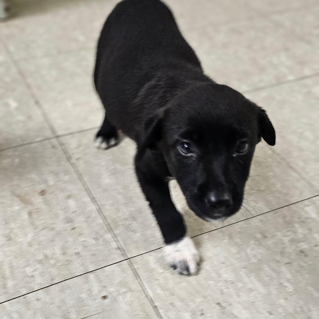 Taylor, a Adoptable Mixed Breed in Tulsa, OK image 3/5