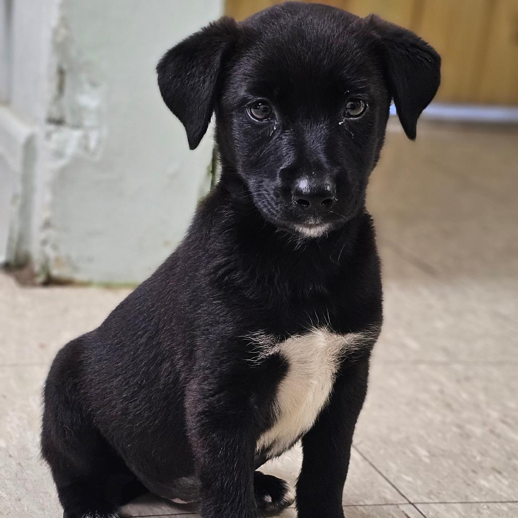 Taylor, a Adoptable Mixed Breed in Tulsa, OK image 4/5