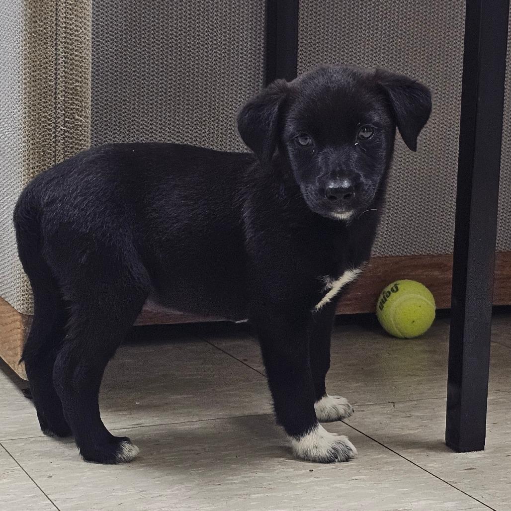 Taylor, a Adoptable Mixed Breed in Tulsa, OK image 5/5