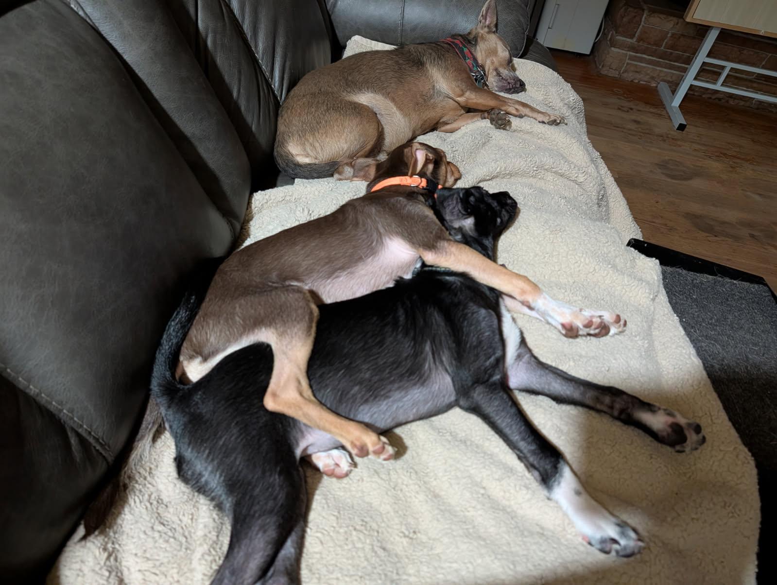 Enlarge Honor, a Adoptable mixed breed in Covington, WA image 4/6