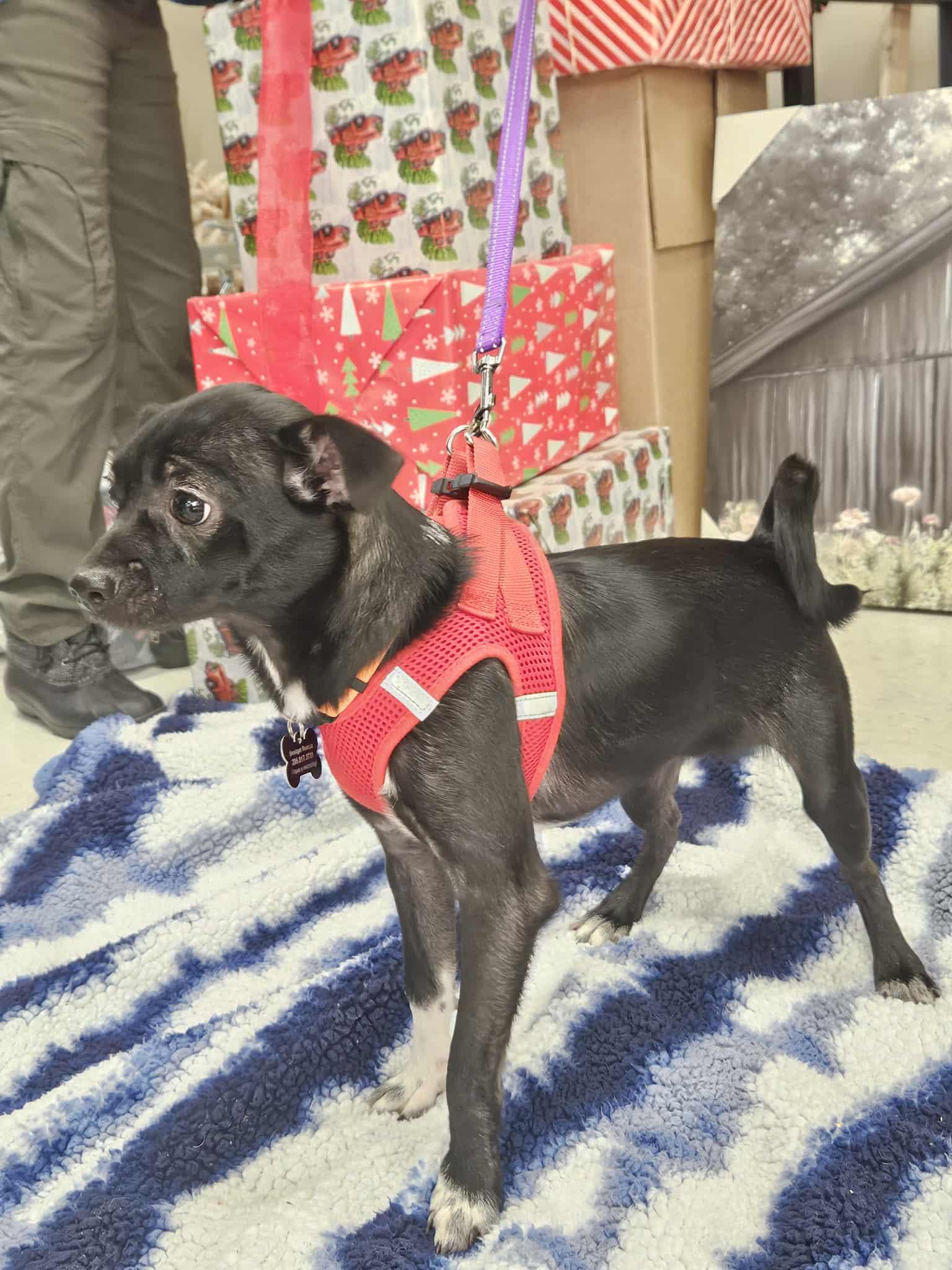 Enlarge Honor, a Adoptable mixed breed in Covington, WA image 5/6