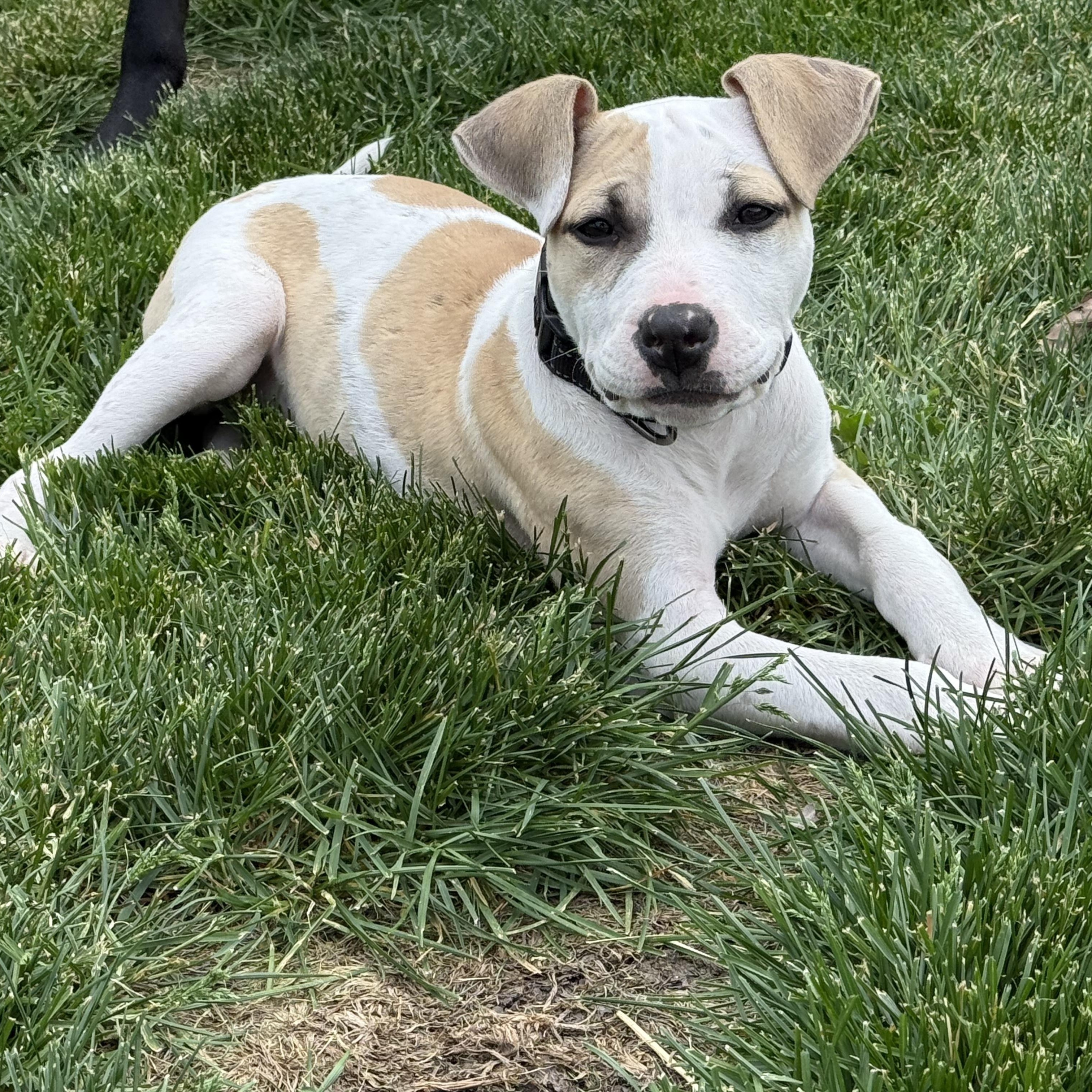 Pumpkin, Adoptable, Puppy Female Pit Bull Terrier.