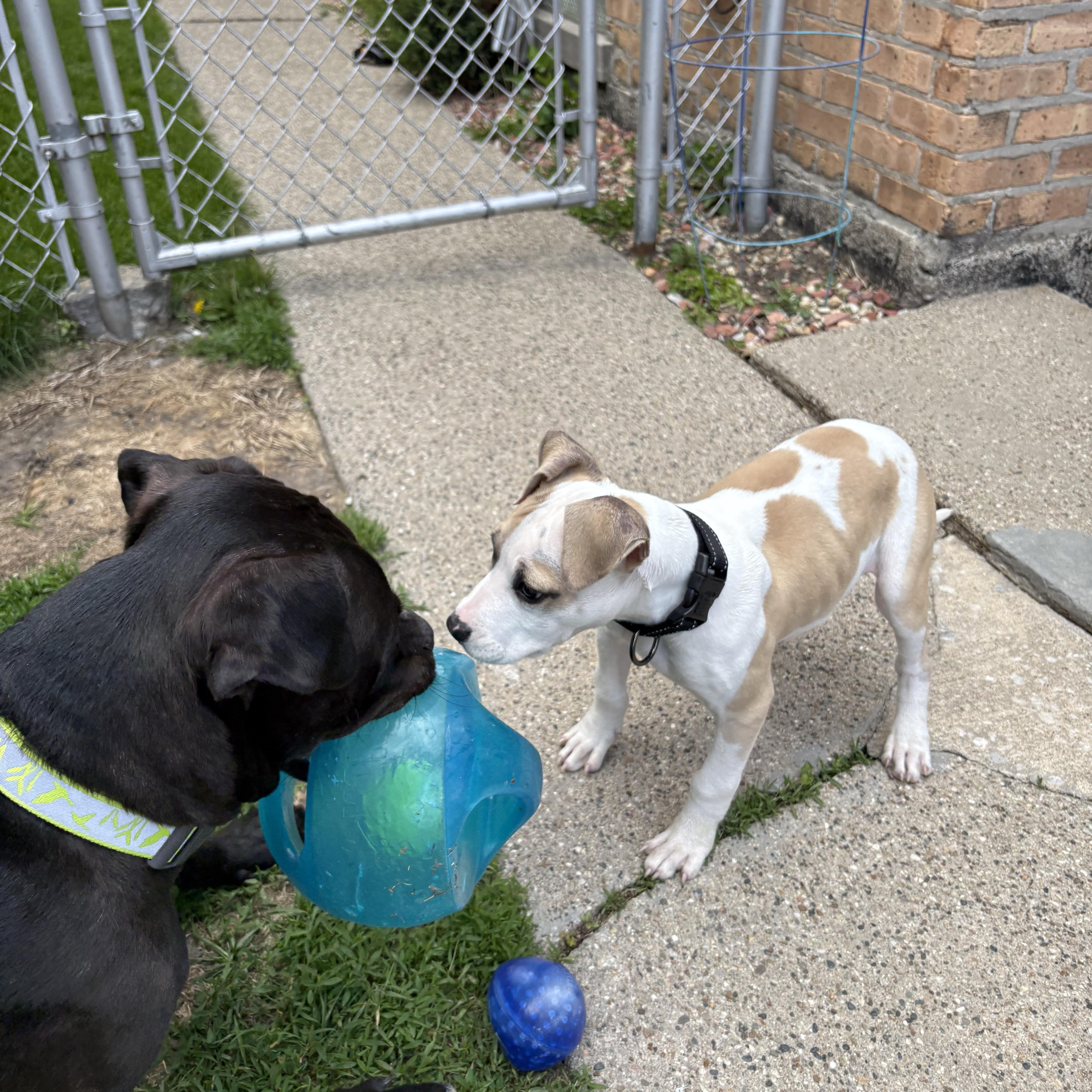 Pumpkin, a Adoptable Pit Bull Terrier in Westchester, IL image 2/4