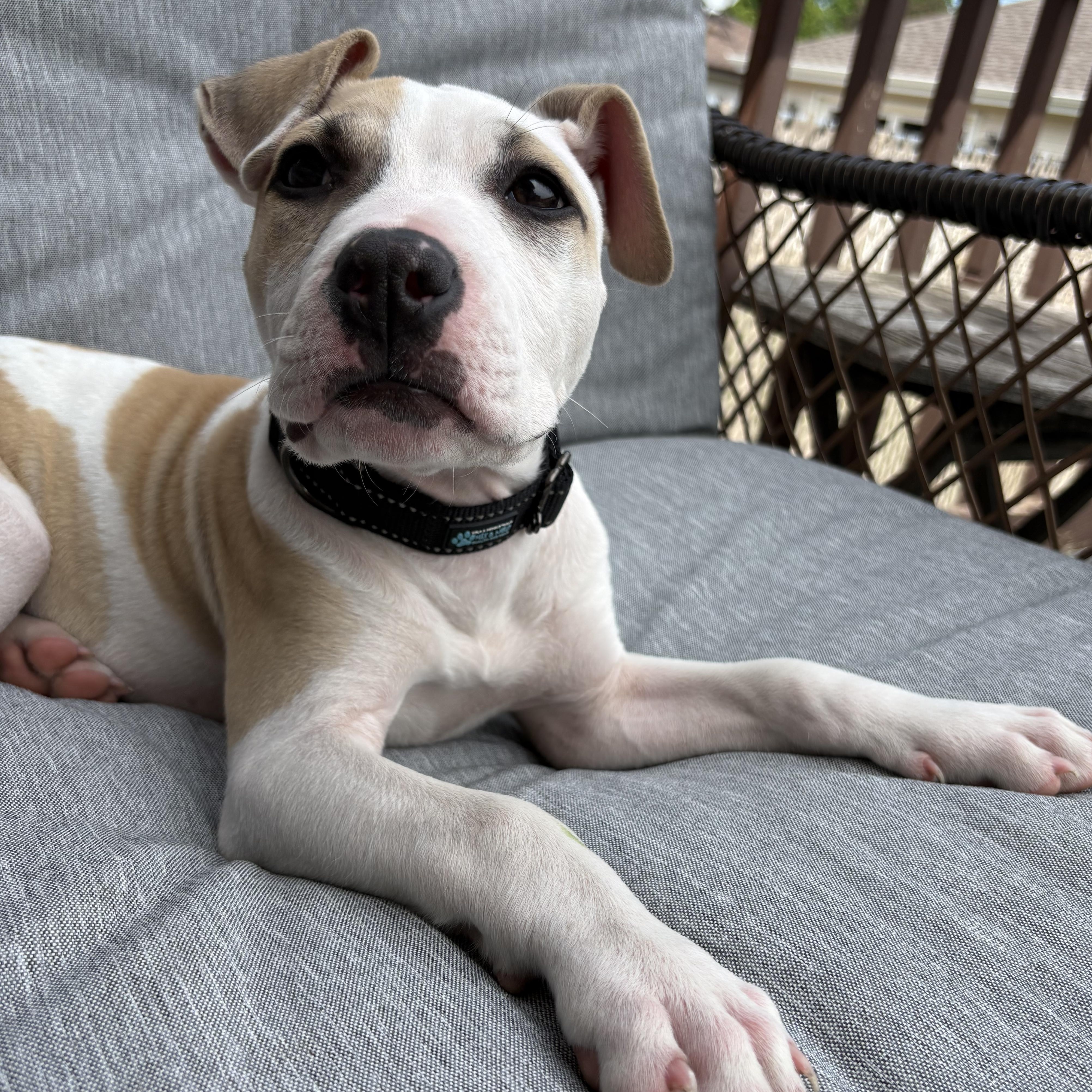 Pumpkin, a Adoptable Pit Bull Terrier in Westchester, IL image 3/4