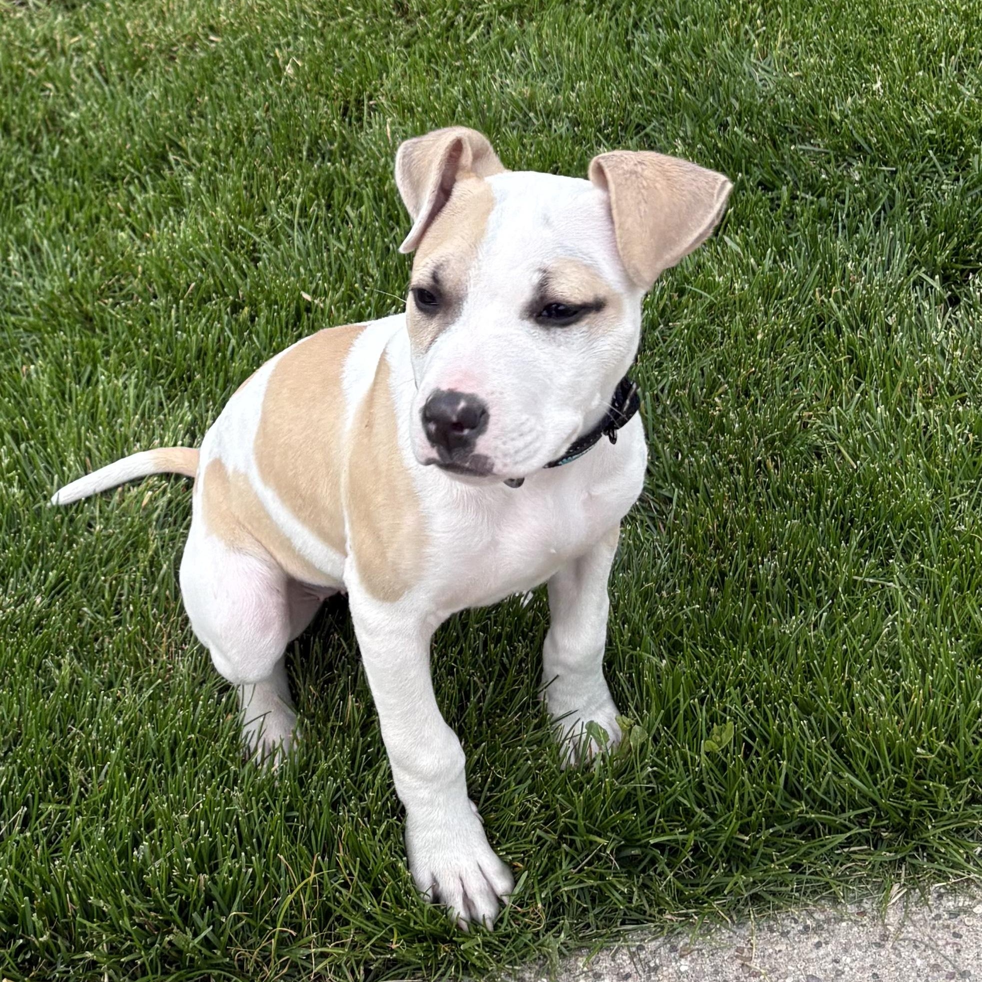 Pumpkin, a Adoptable Pit Bull Terrier in Westchester, IL image 4/4