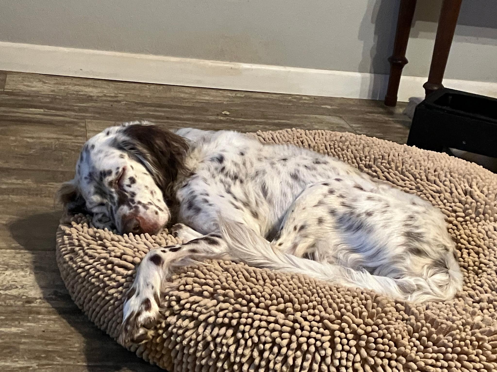 Enlarge Lou, a ADOPTABLE English Setter in Flagstaff, AZ image 4/6