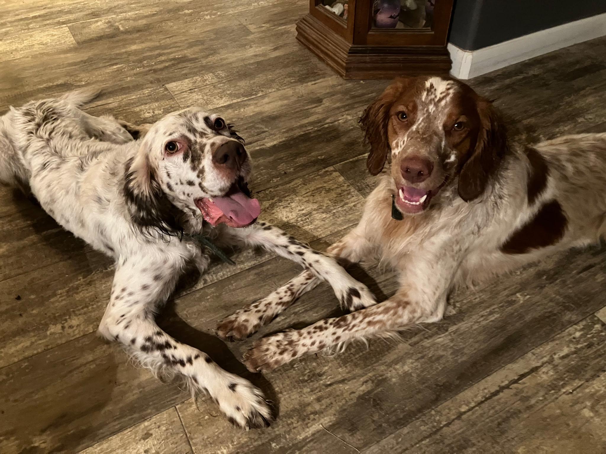 Enlarge Lou, a ADOPTABLE English Setter in Flagstaff, AZ image 2/6
